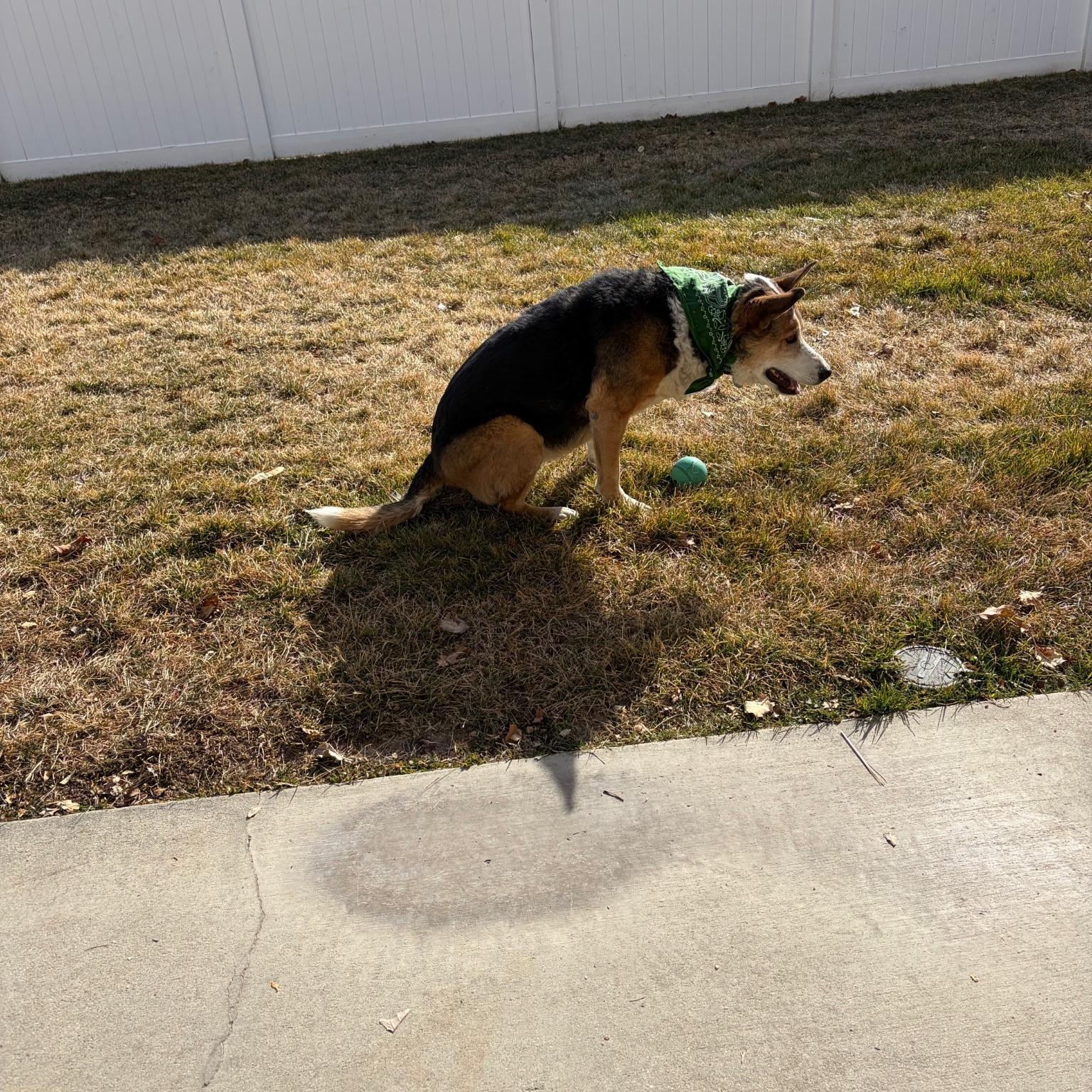 Enlarge Jewel, a ADOPTABLE mixed breed in West Valley, UT image 3/3
