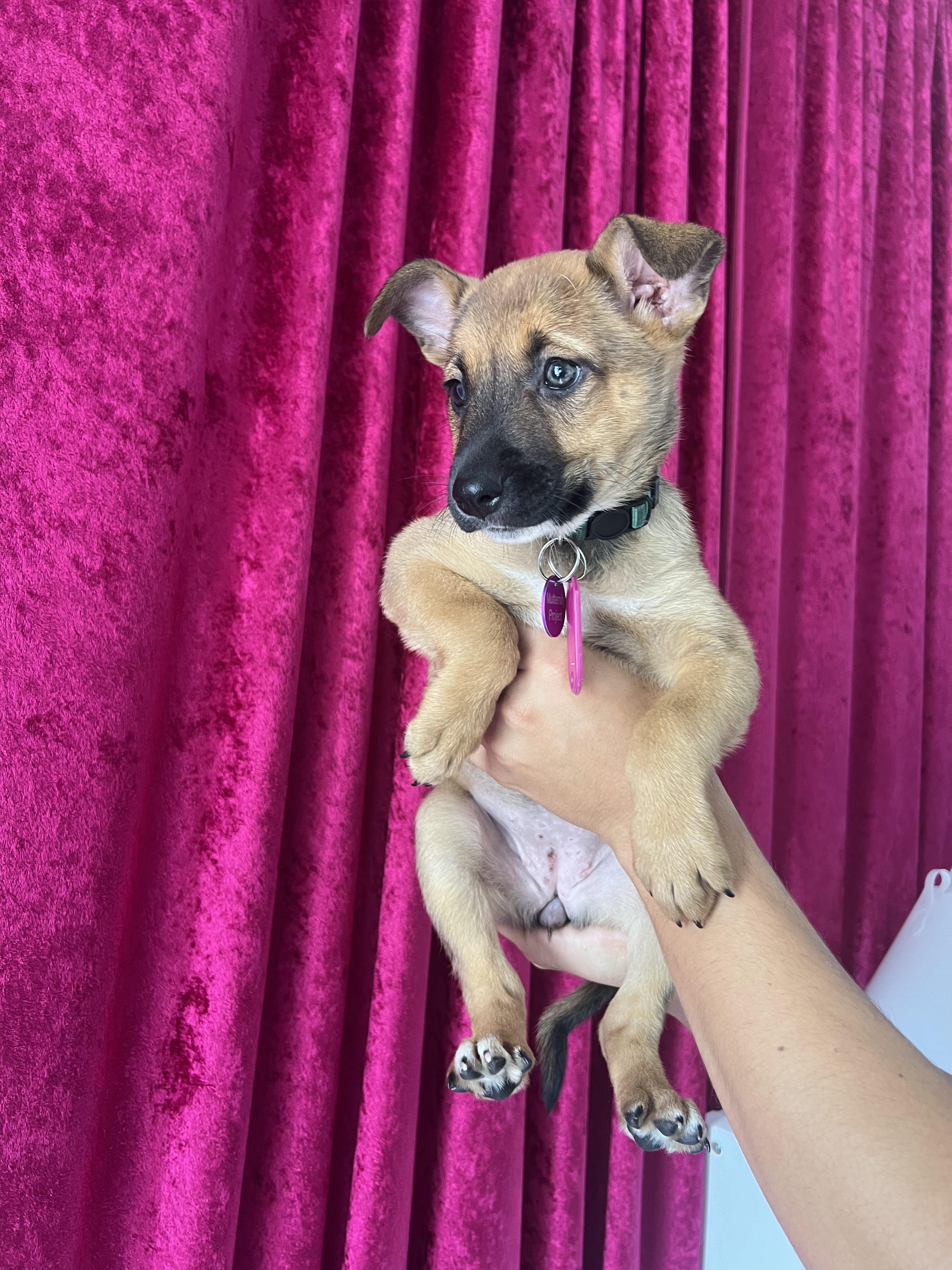 Enlarge Dolly Parton, a ADOPTABLE mixed breed in West Hollywood, CA image 2/5
