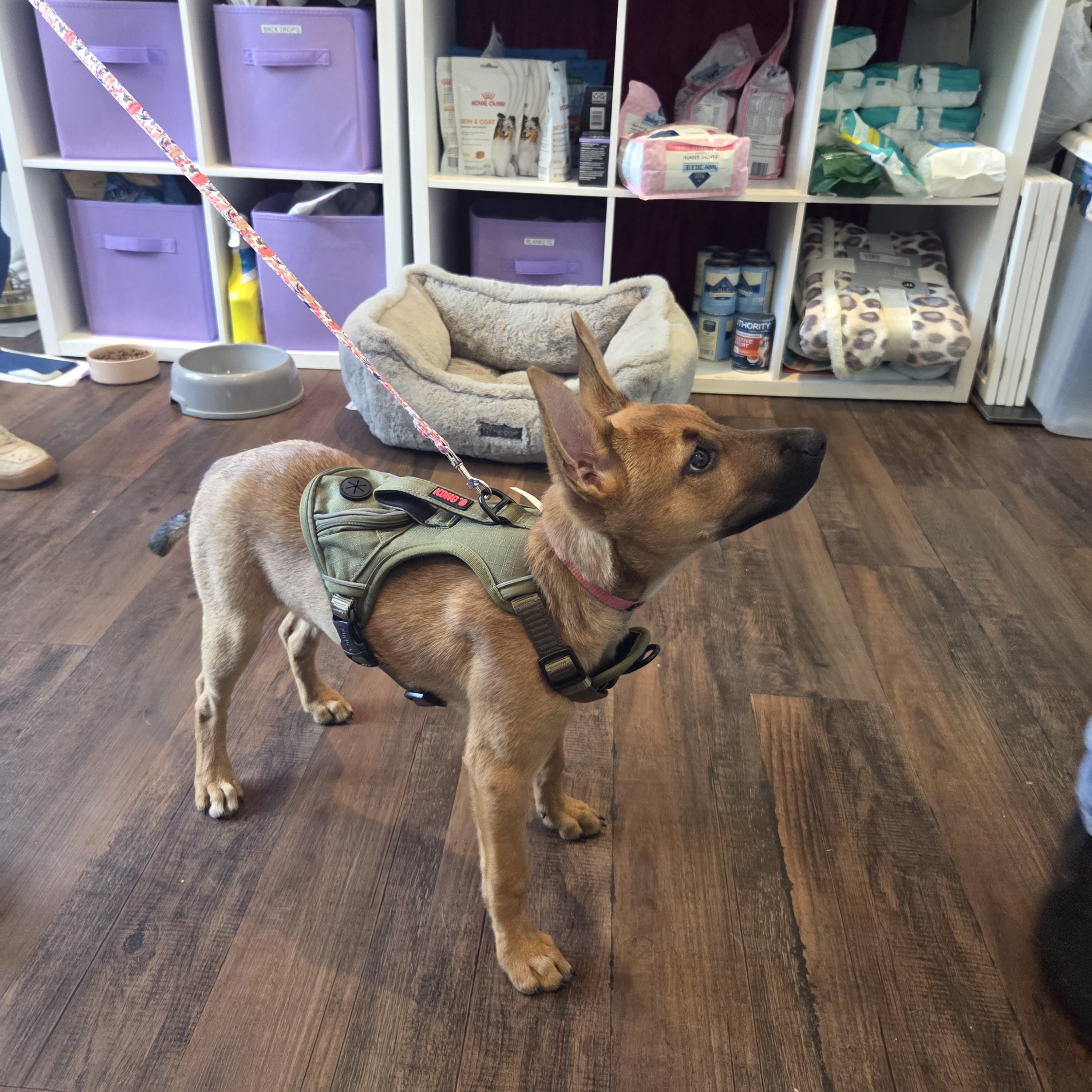 Dolly Parton, a ADOPTABLE mixed breed in West Hollywood, CA image 6/6