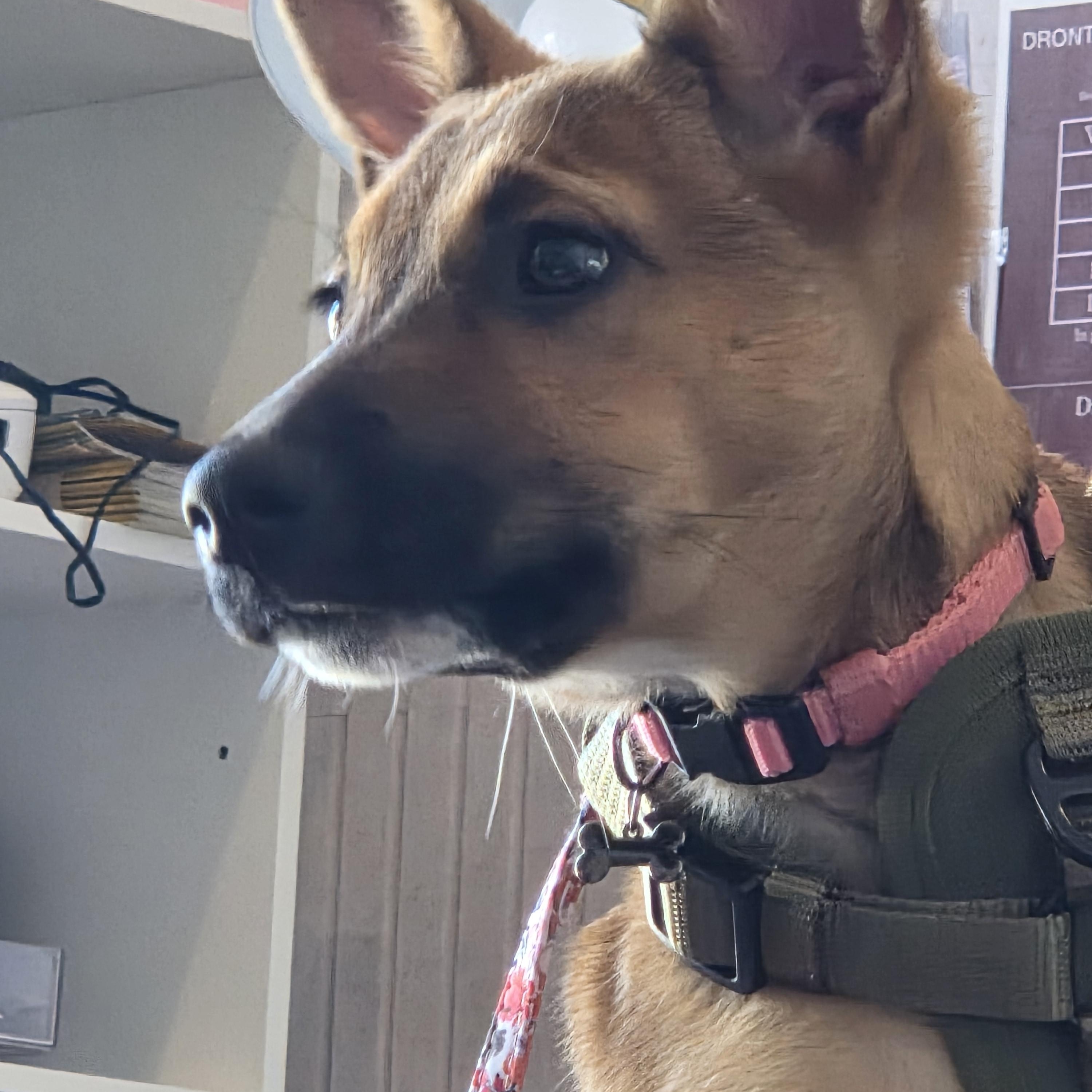 Dolly Parton, a ADOPTABLE mixed breed in West Hollywood, CA image 2/6
