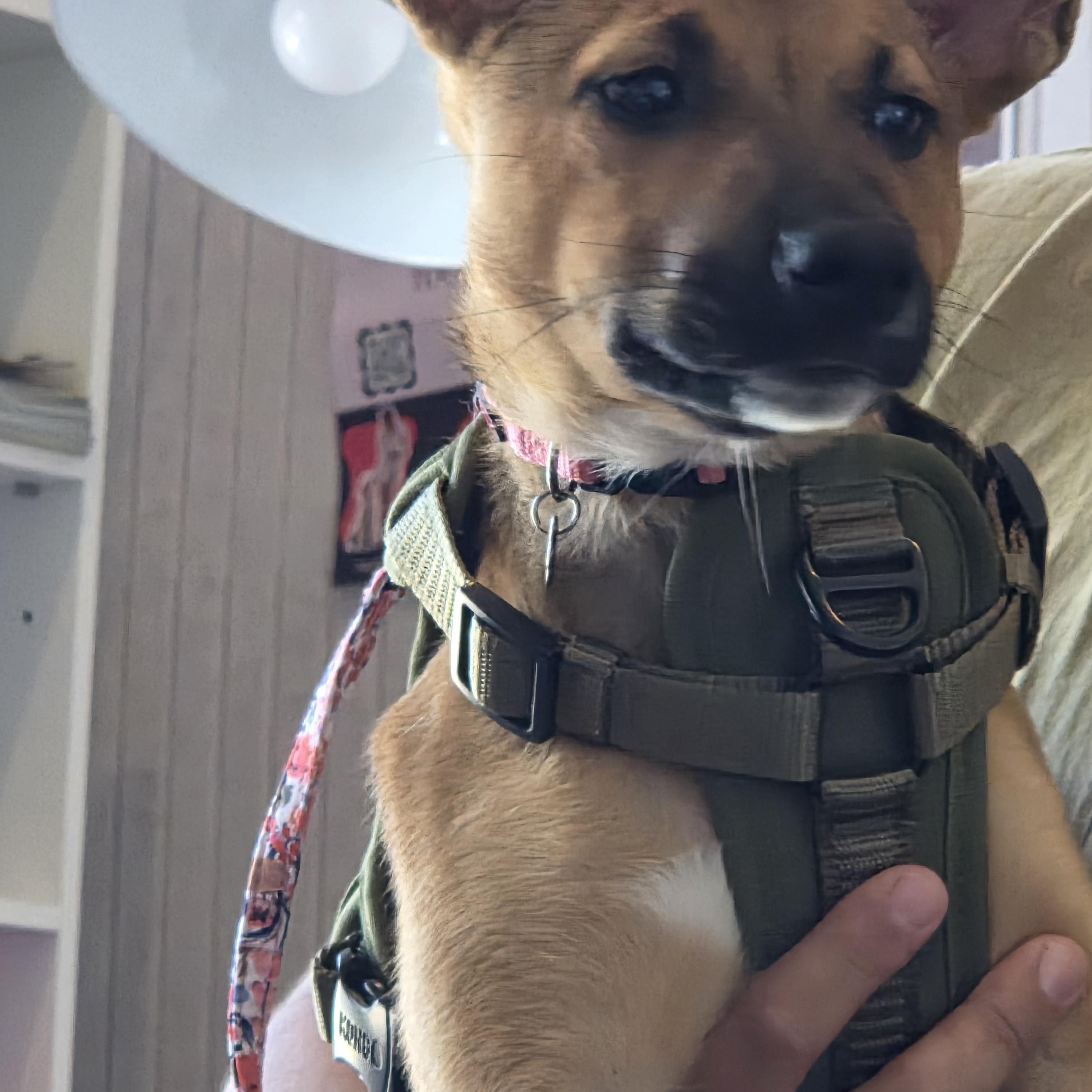 Dolly Parton, a ADOPTABLE mixed breed in West Hollywood, CA image 3/6