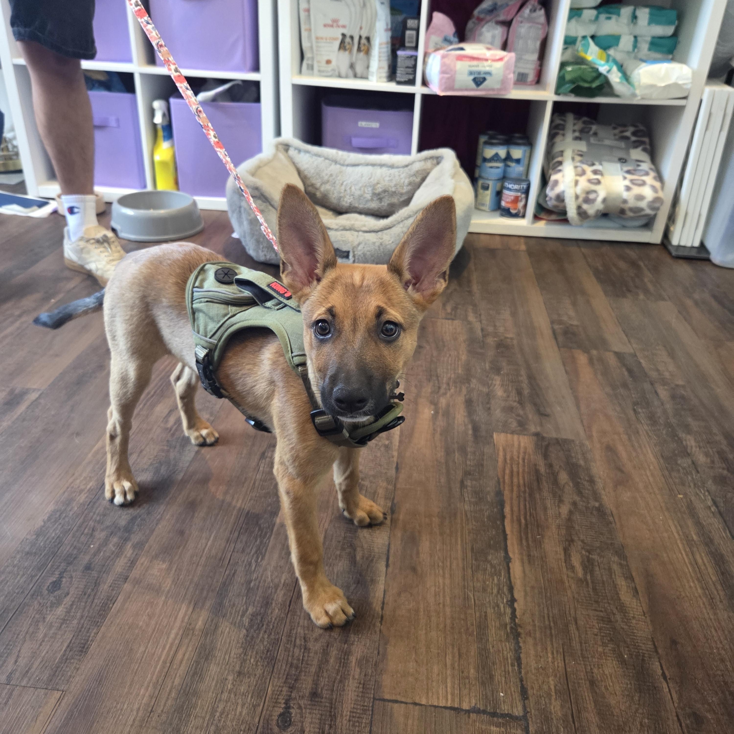 Dolly Parton, a ADOPTABLE mixed breed in West Hollywood, CA image 4/6