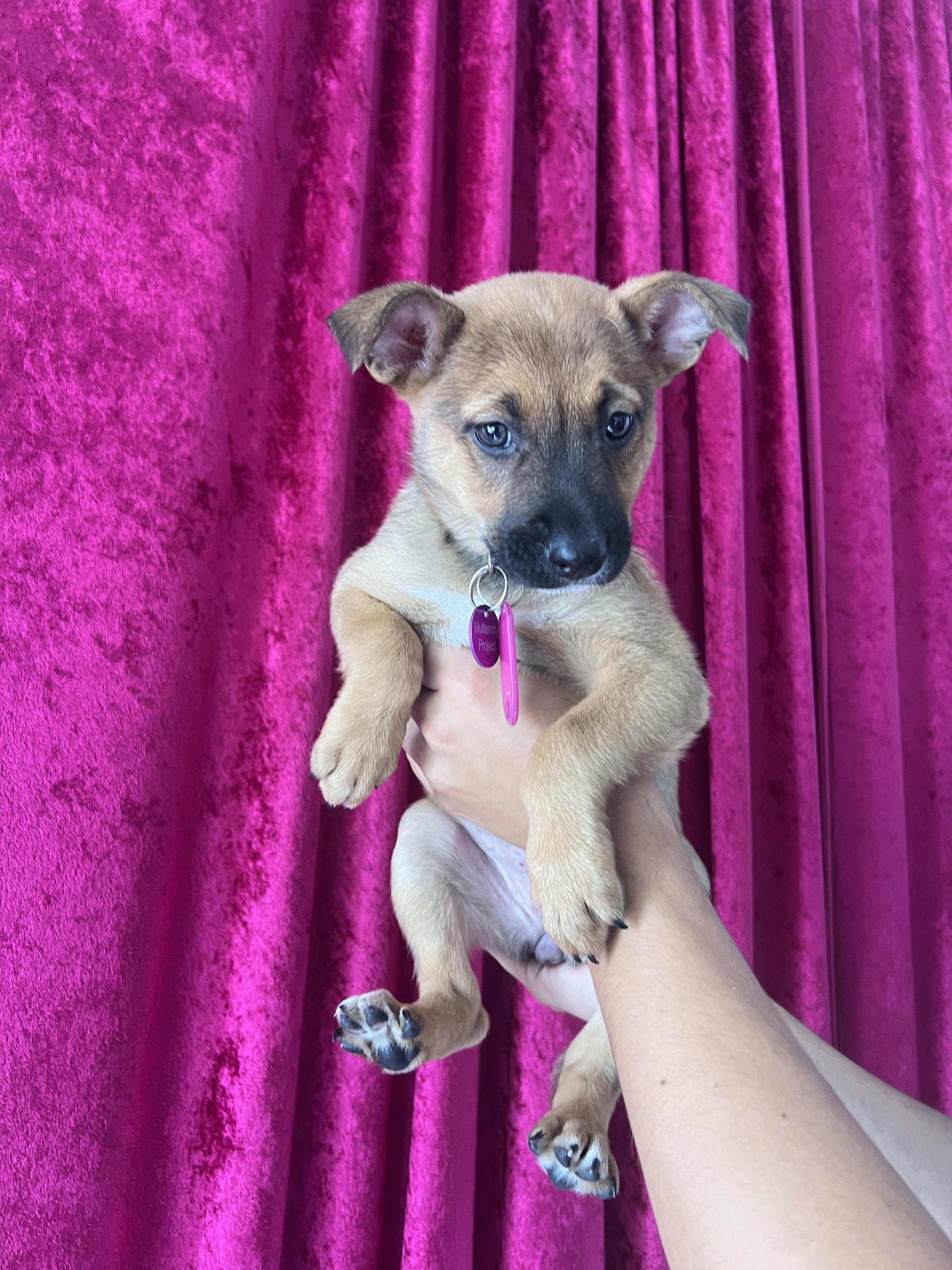 Dolly Parton, ADOPTABLE, Puppy Female Cattle Dog & German Shepherd Dog.