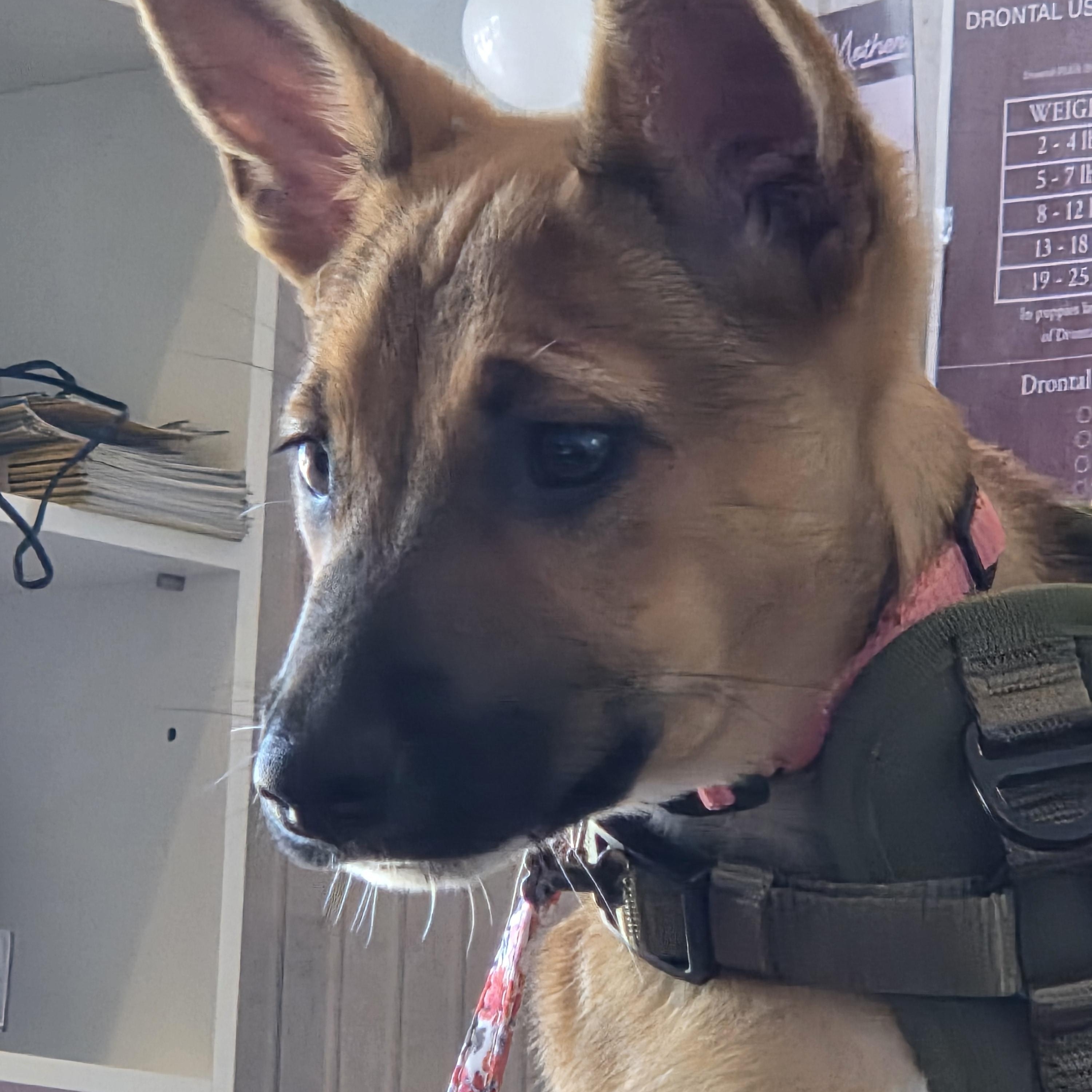 Dolly Parton, ADOPTABLE, Puppy Female Cattle Dog & Chihuahua.