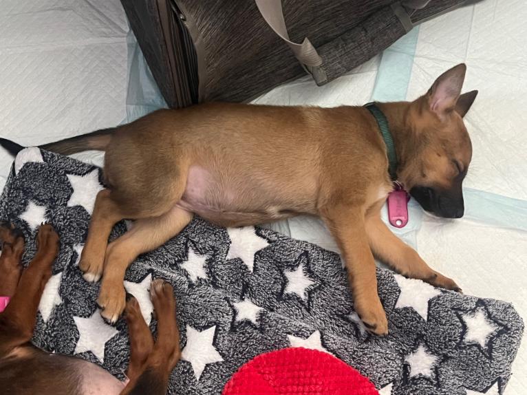 Enlarge Dolly Parton, a ADOPTABLE mixed breed in West Hollywood, CA image 3/5