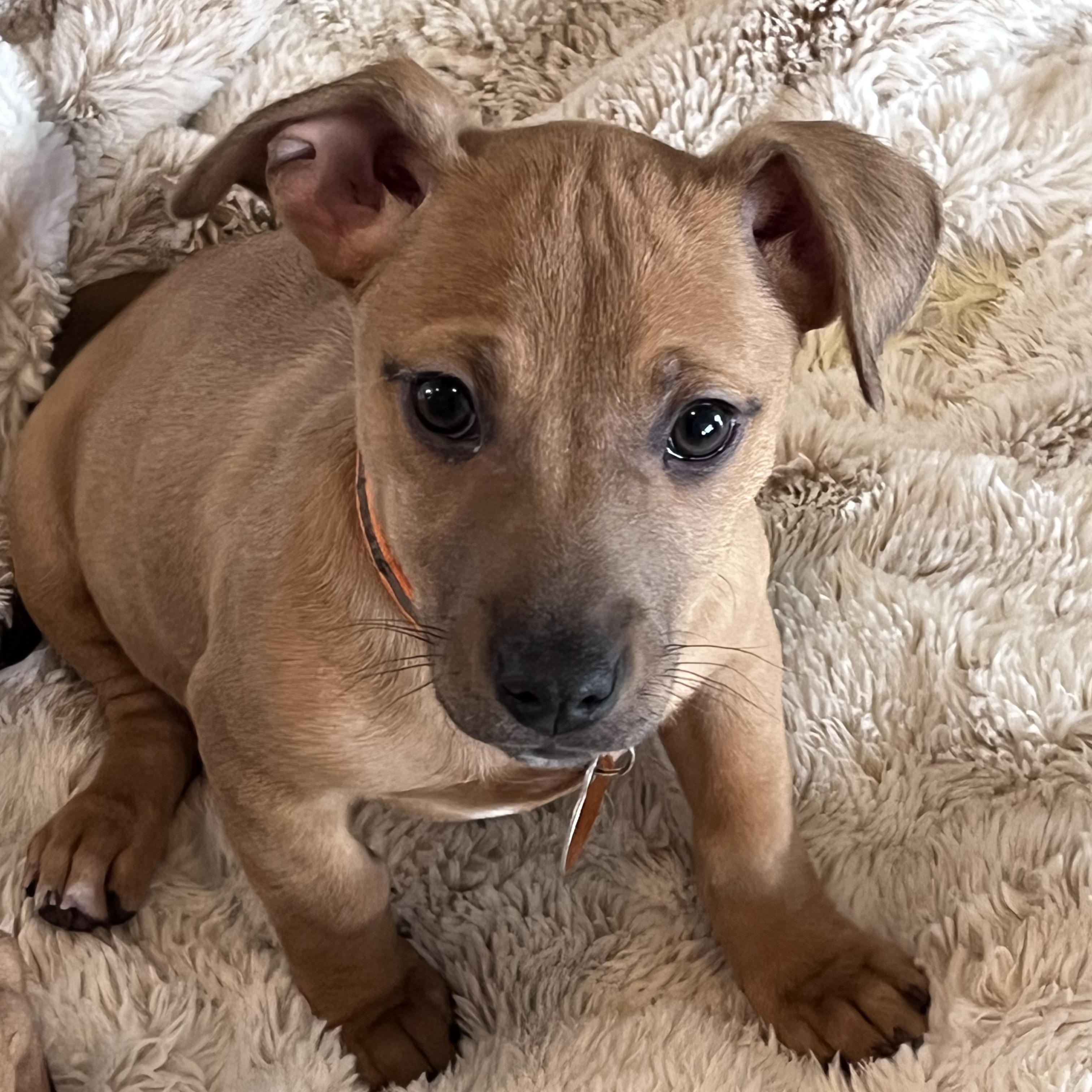 Starfish, ADOPTABLE, Puppy Female Dachshund & Pit Bull Terrier.