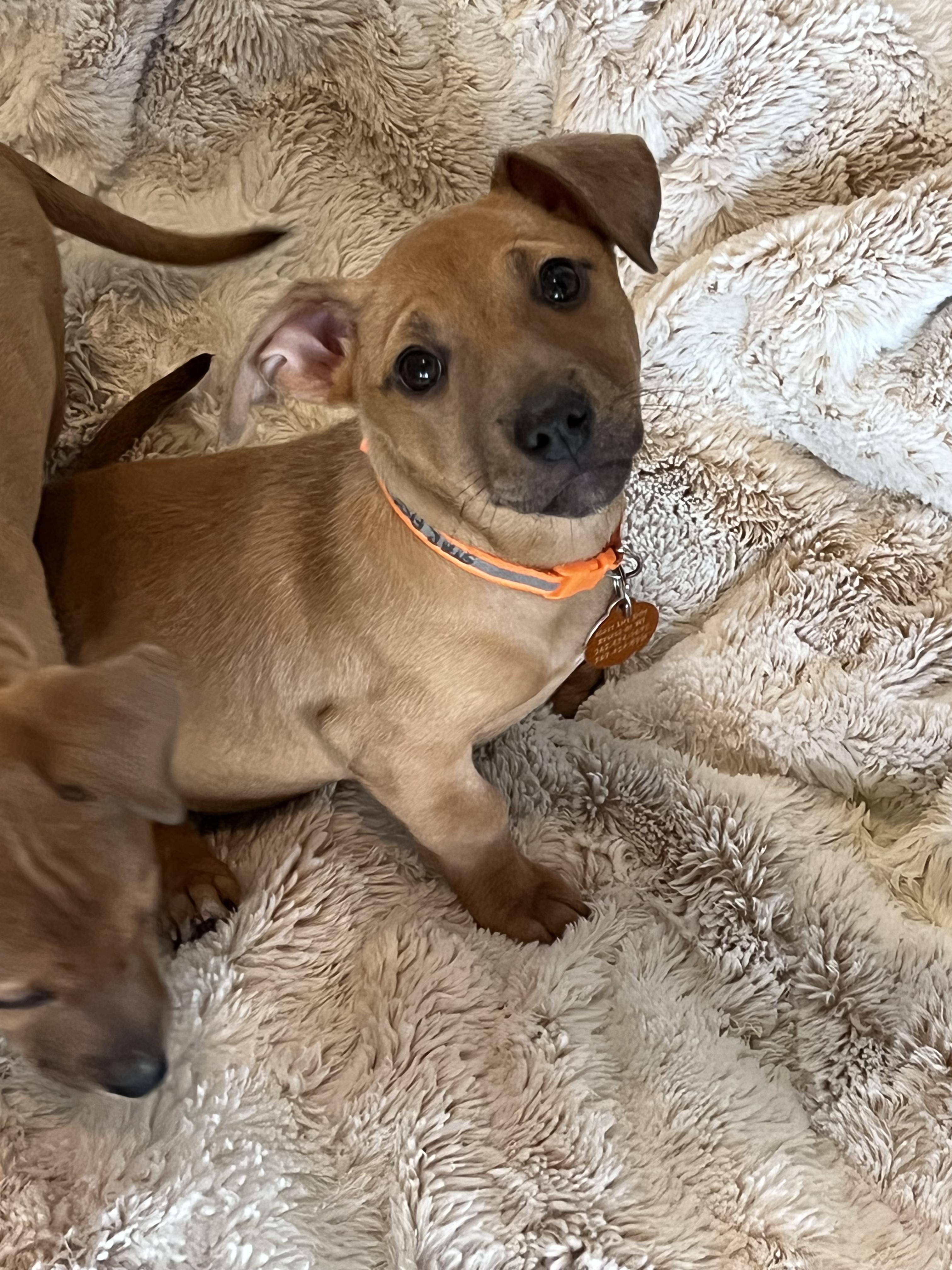 Enlarge Starfish, a ADOPTABLE mixed breed in Cedarburg, WI image 2/6