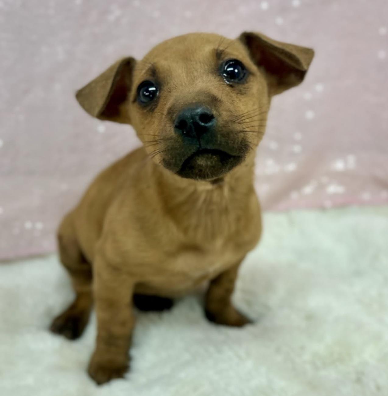 Enlarge Starfish, a ADOPTABLE mixed breed in Cedarburg, WI image 6/6