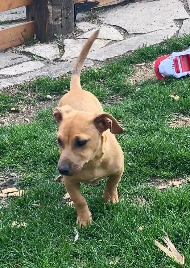 Enlarge Starfish, a ADOPTABLE mixed breed in Cedarburg, WI image 3/4