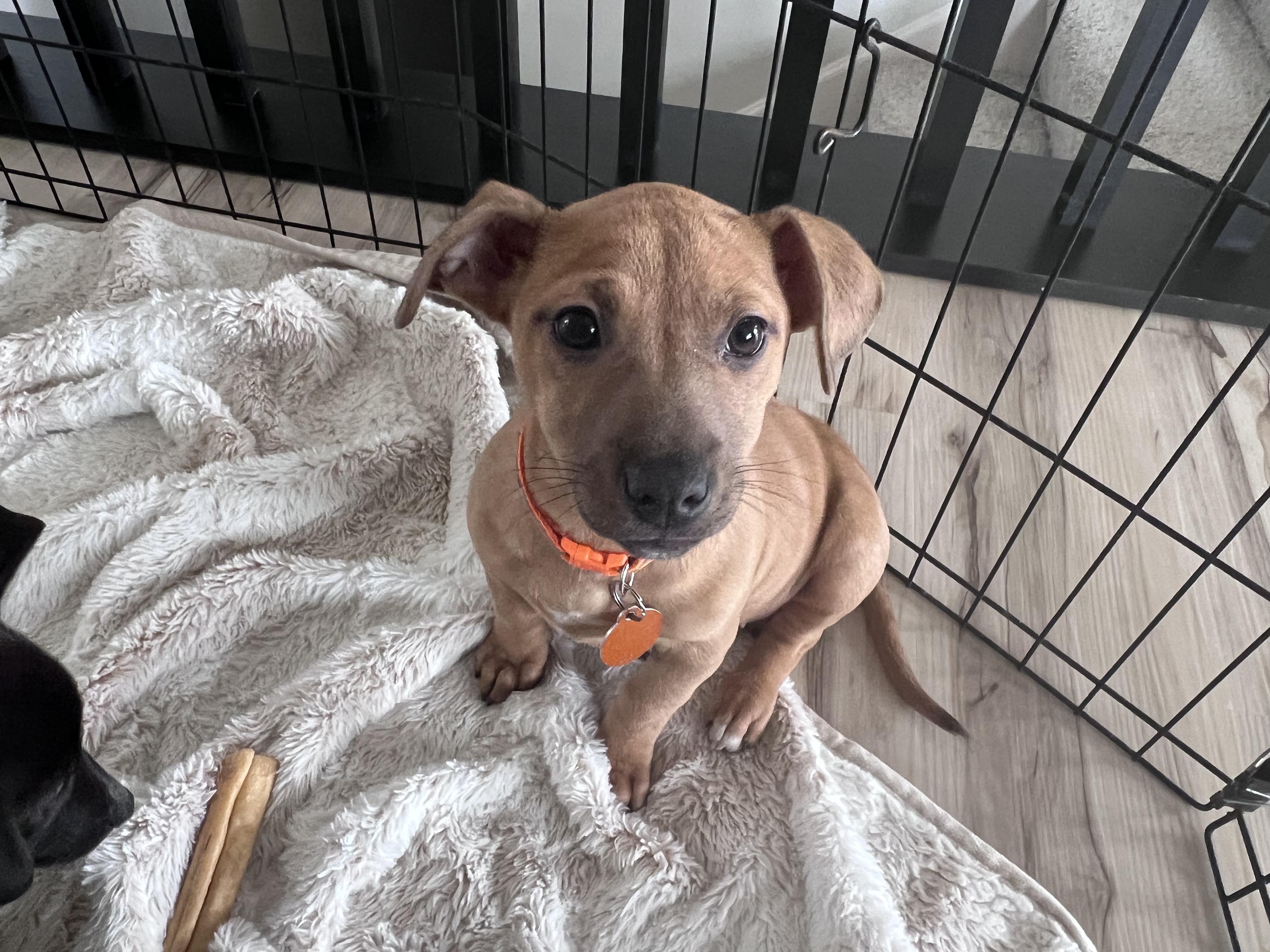 Enlarge Starfish, a ADOPTABLE mixed breed in Cedarburg, WI image 3/6