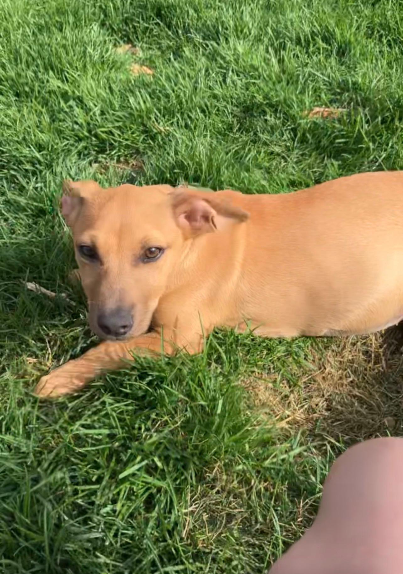 Enlarge Starfish, a ADOPTABLE mixed breed in Cedarburg, WI image 4/4