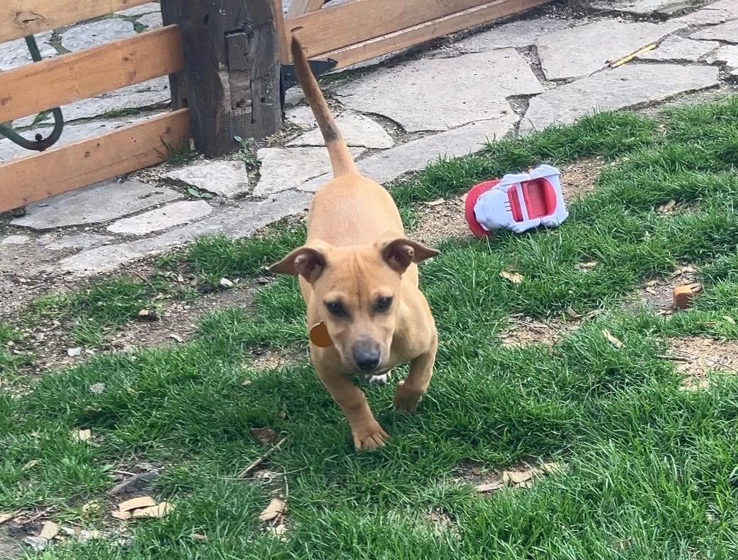 Enlarge Starfish, a ADOPTABLE mixed breed in Cedarburg, WI image 2/4