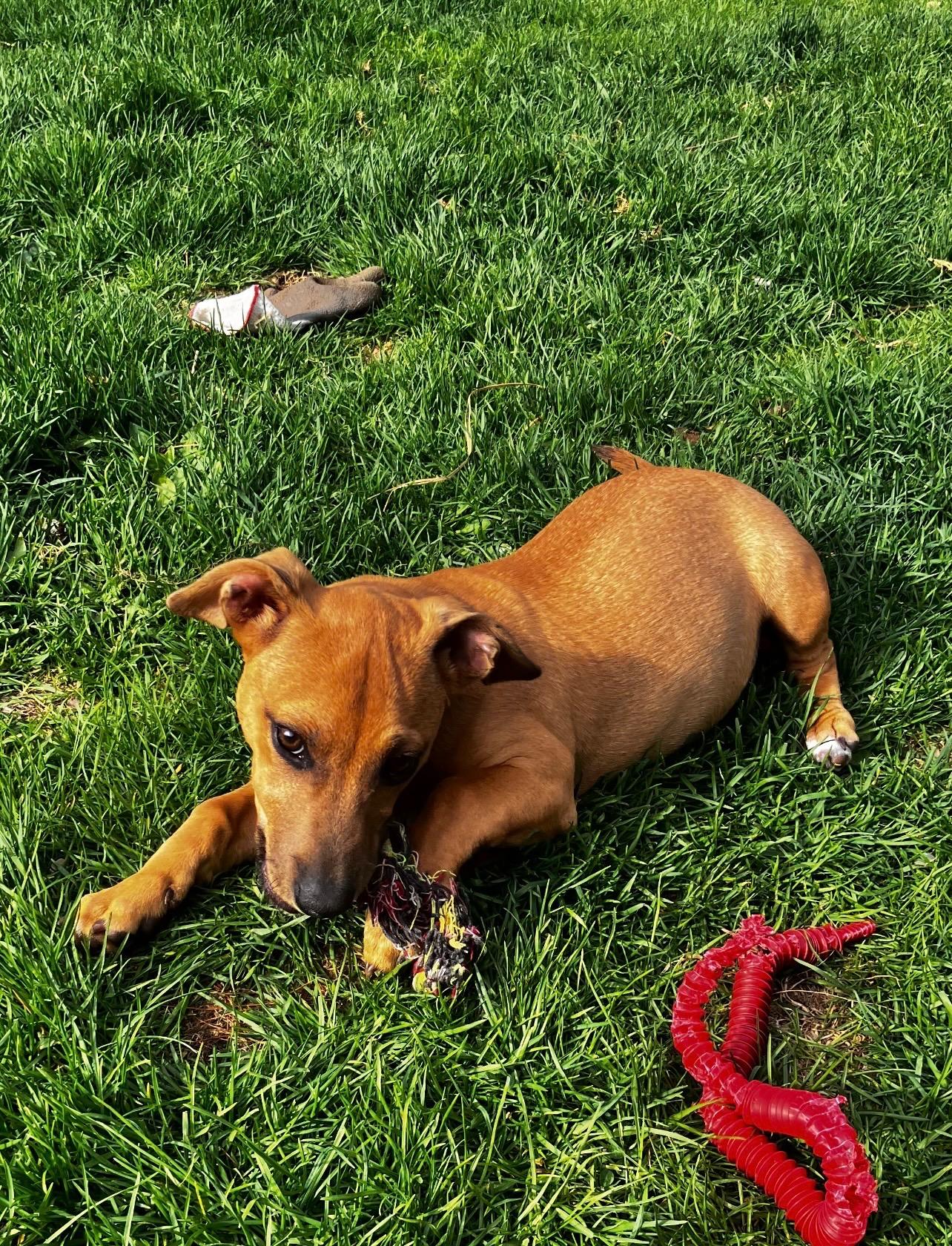Enlarge Starfish, a ADOPTABLE mixed breed in Cedarburg, WI image 1/4