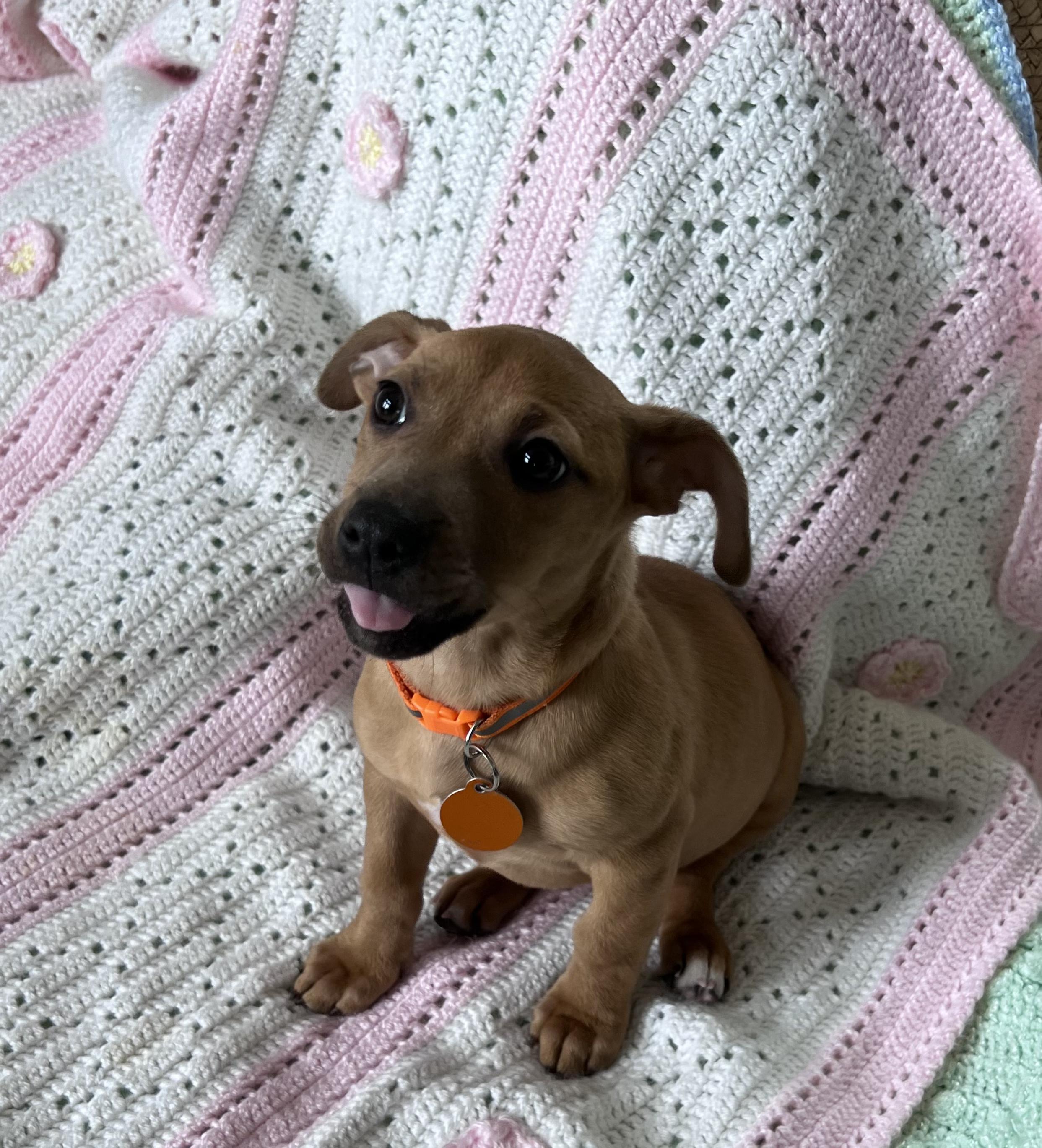 Enlarge Starfish, a ADOPTABLE mixed breed in Cedarburg, WI image 4/6