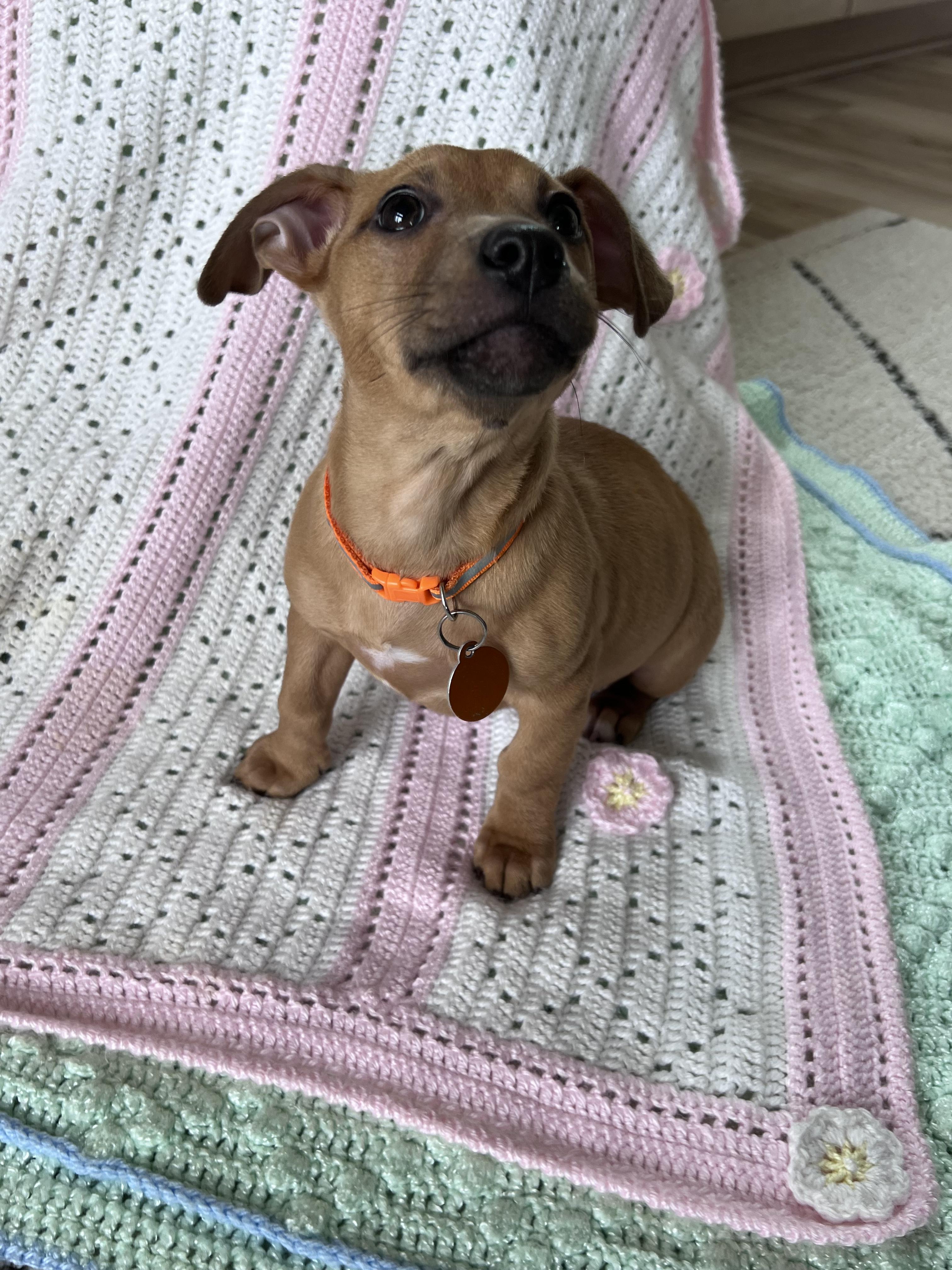Enlarge Starfish, a ADOPTABLE mixed breed in Cedarburg, WI image 5/6