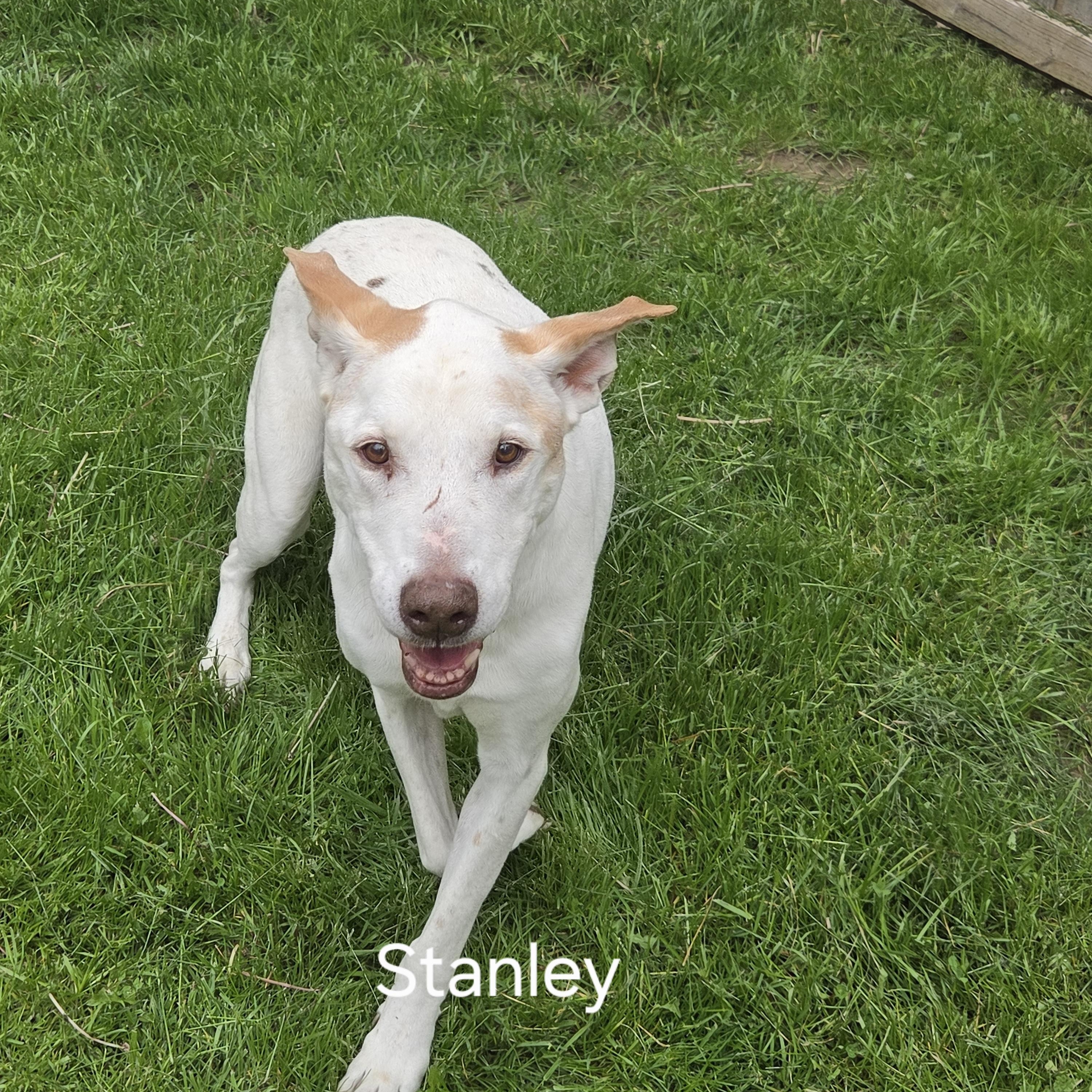 Stanley, an adopted mixed breed in Medina, OH image 1/5