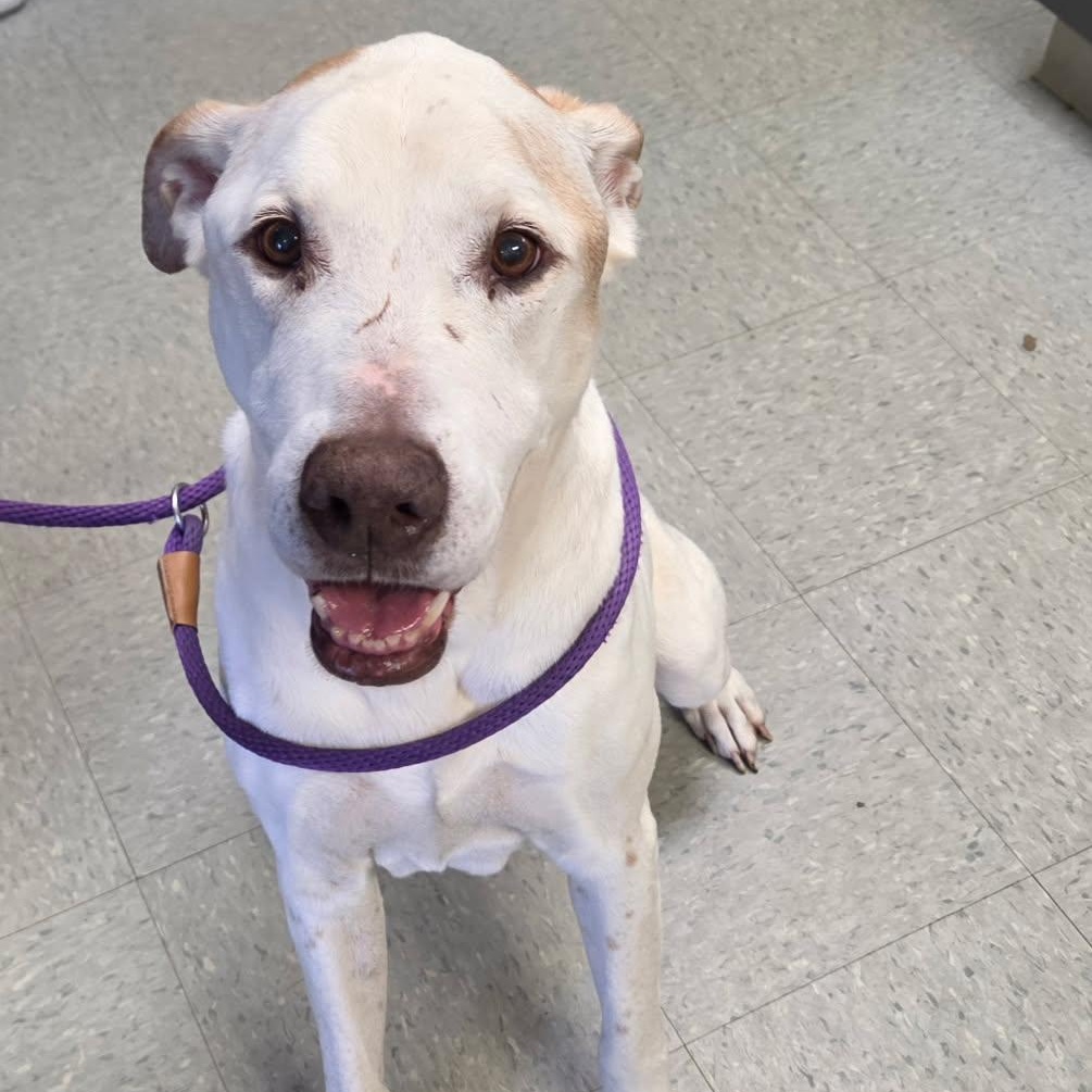 Stanley, ADOPTABLE, Senior Male Great Dane.
