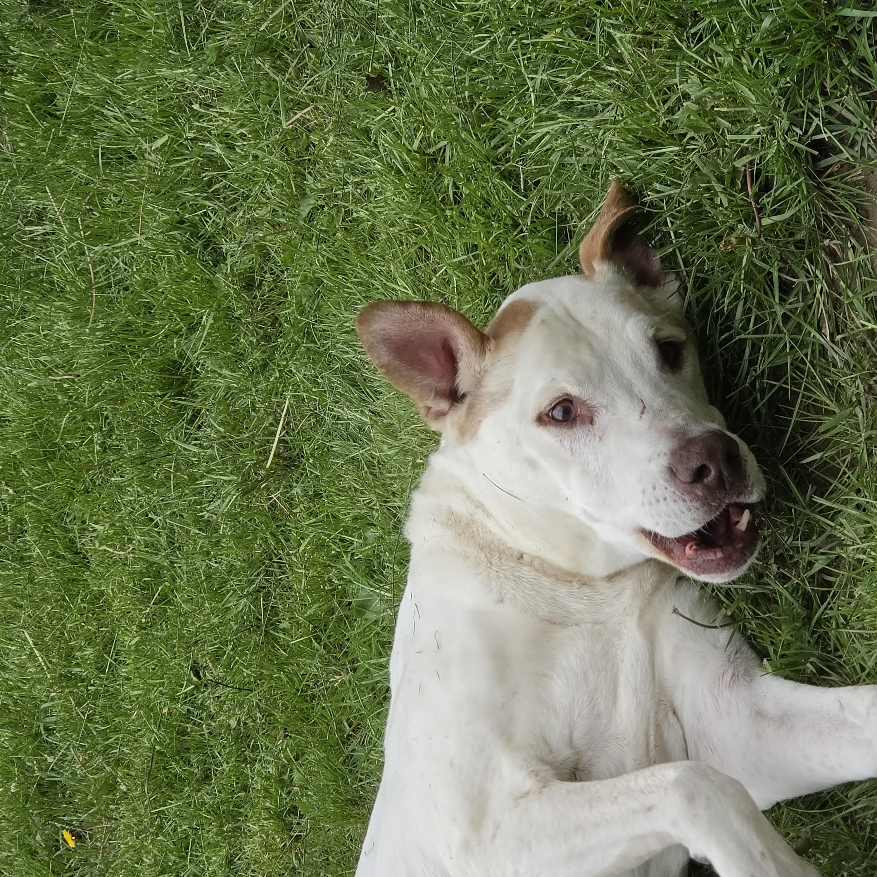 Stanley, an adopted mixed breed in Medina, OH image 2/5