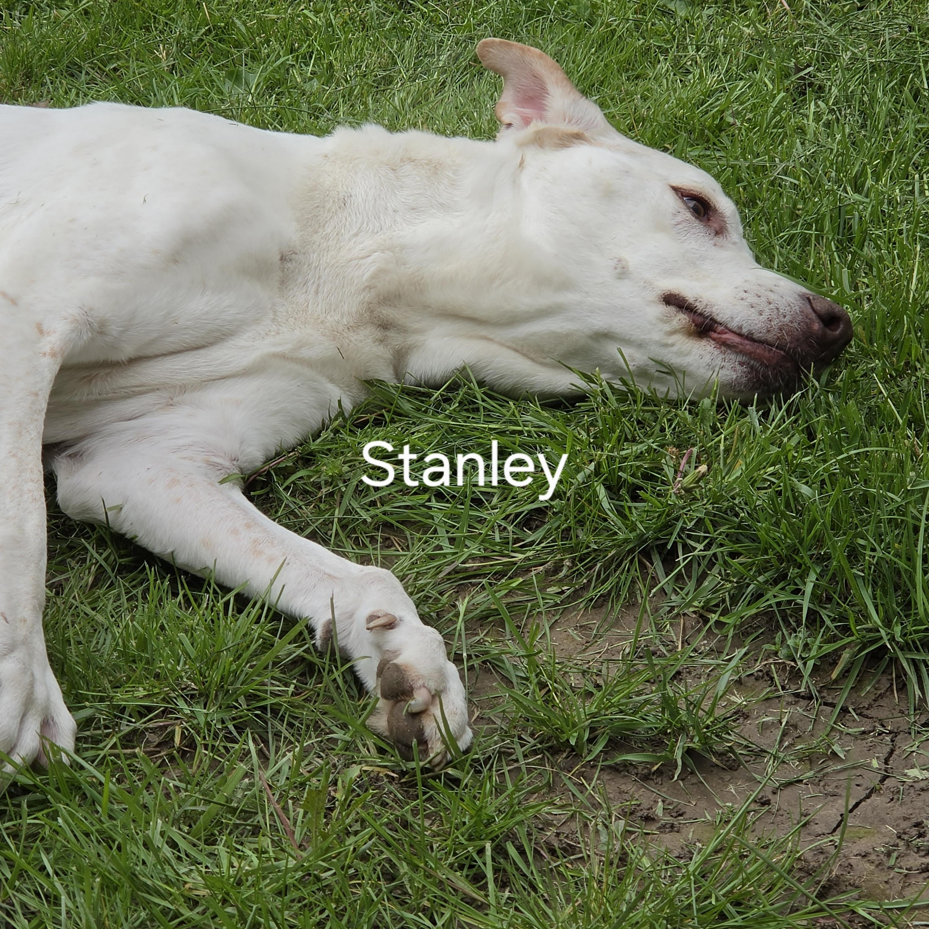 Stanley, an adopted mixed breed in Medina, OH image 3/5
