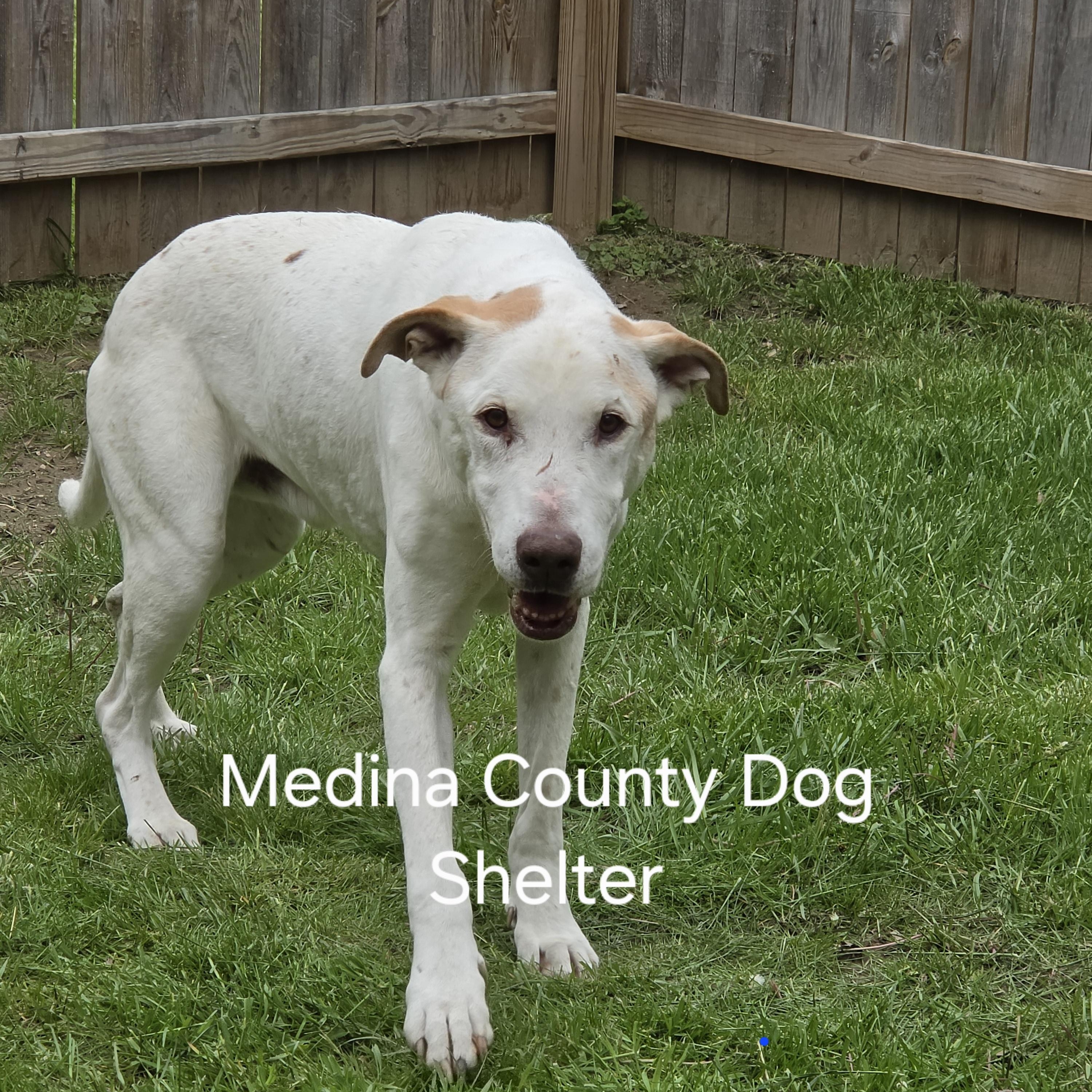 Stanley, an adopted mixed breed in Medina, OH image 5/5