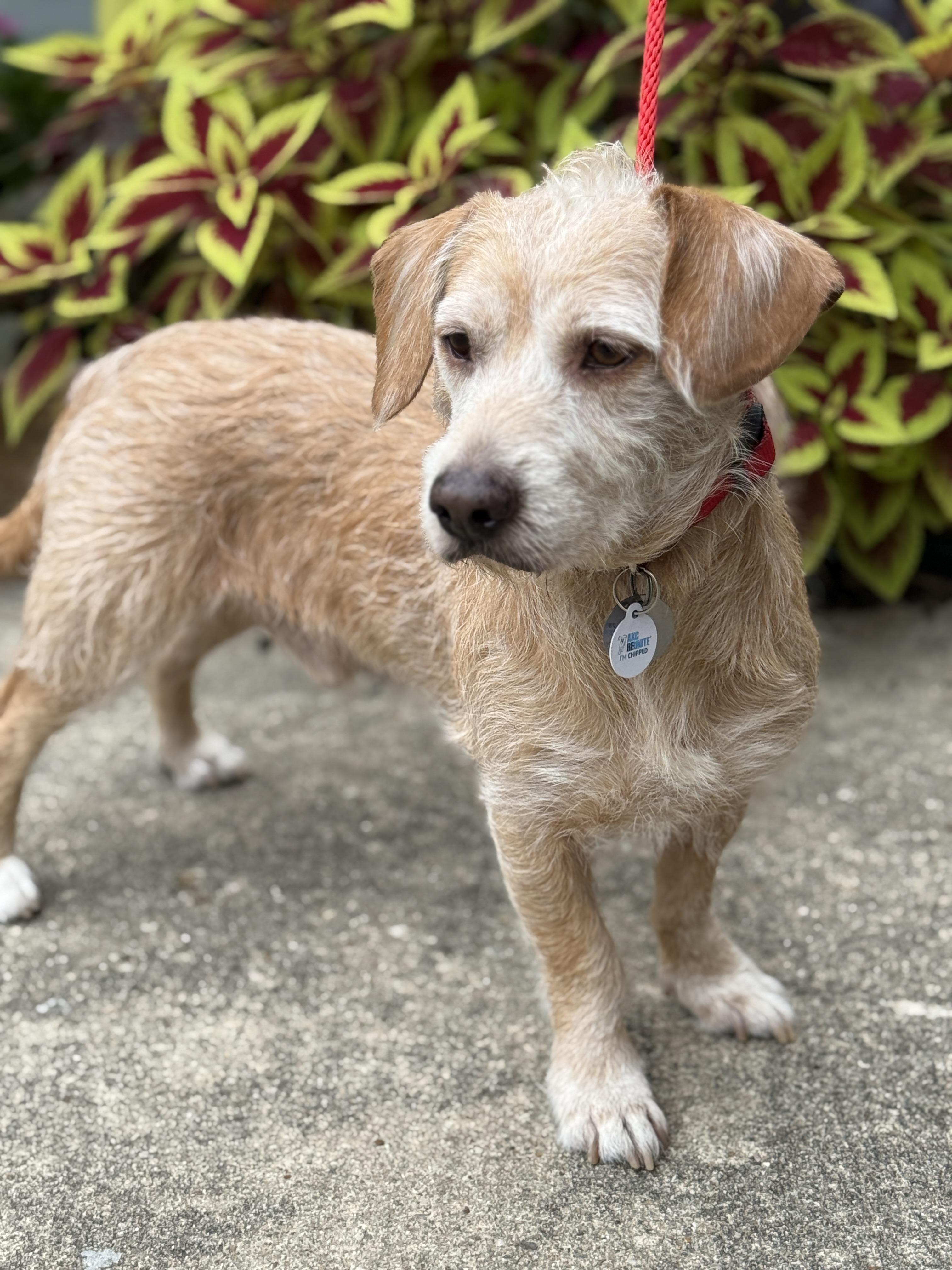Enlarge Krypto, an adopted mixed breed in Houston, TX image 5/6