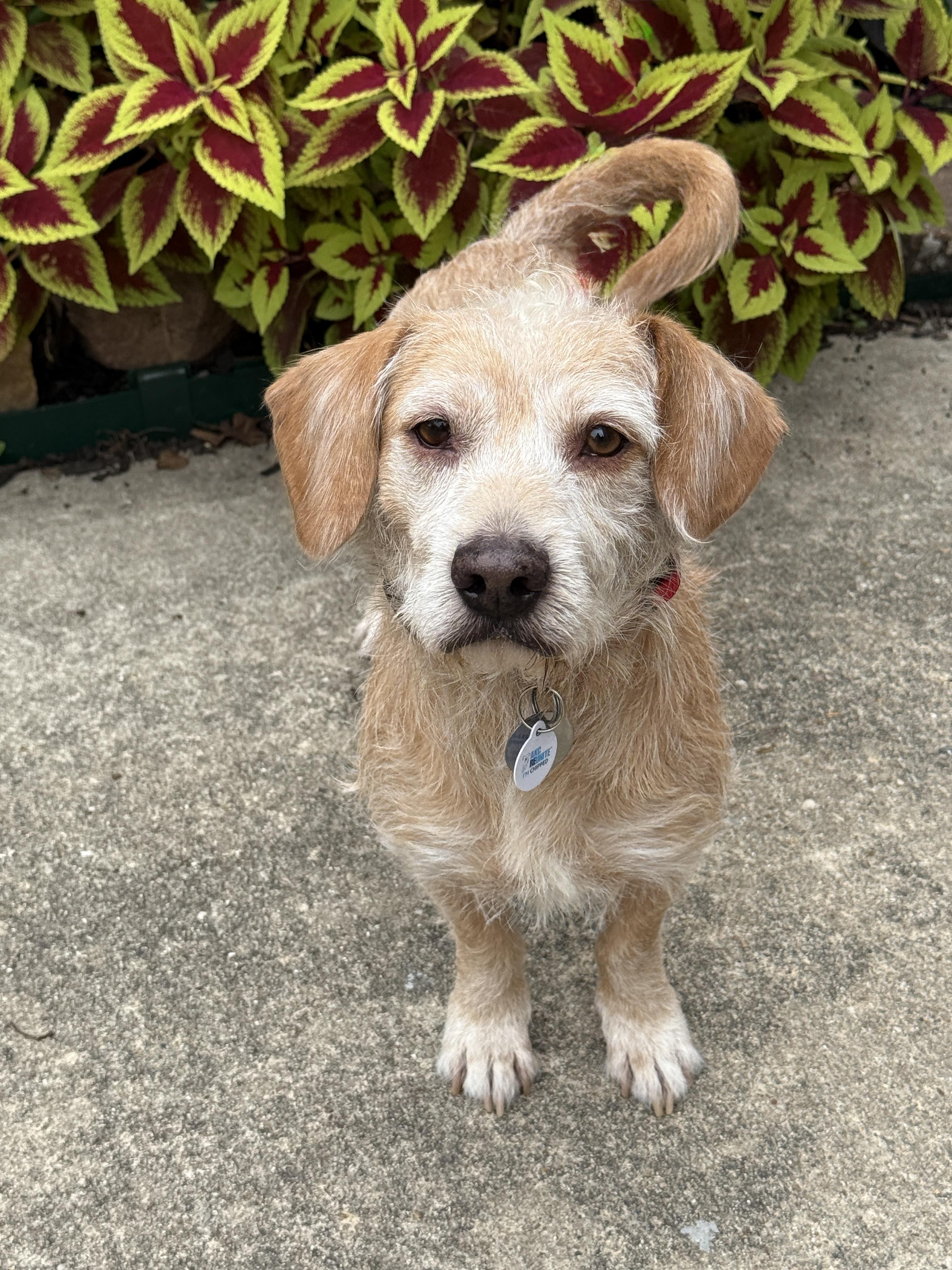 Enlarge Krypto, an adopted mixed breed in Houston, TX image 4/6