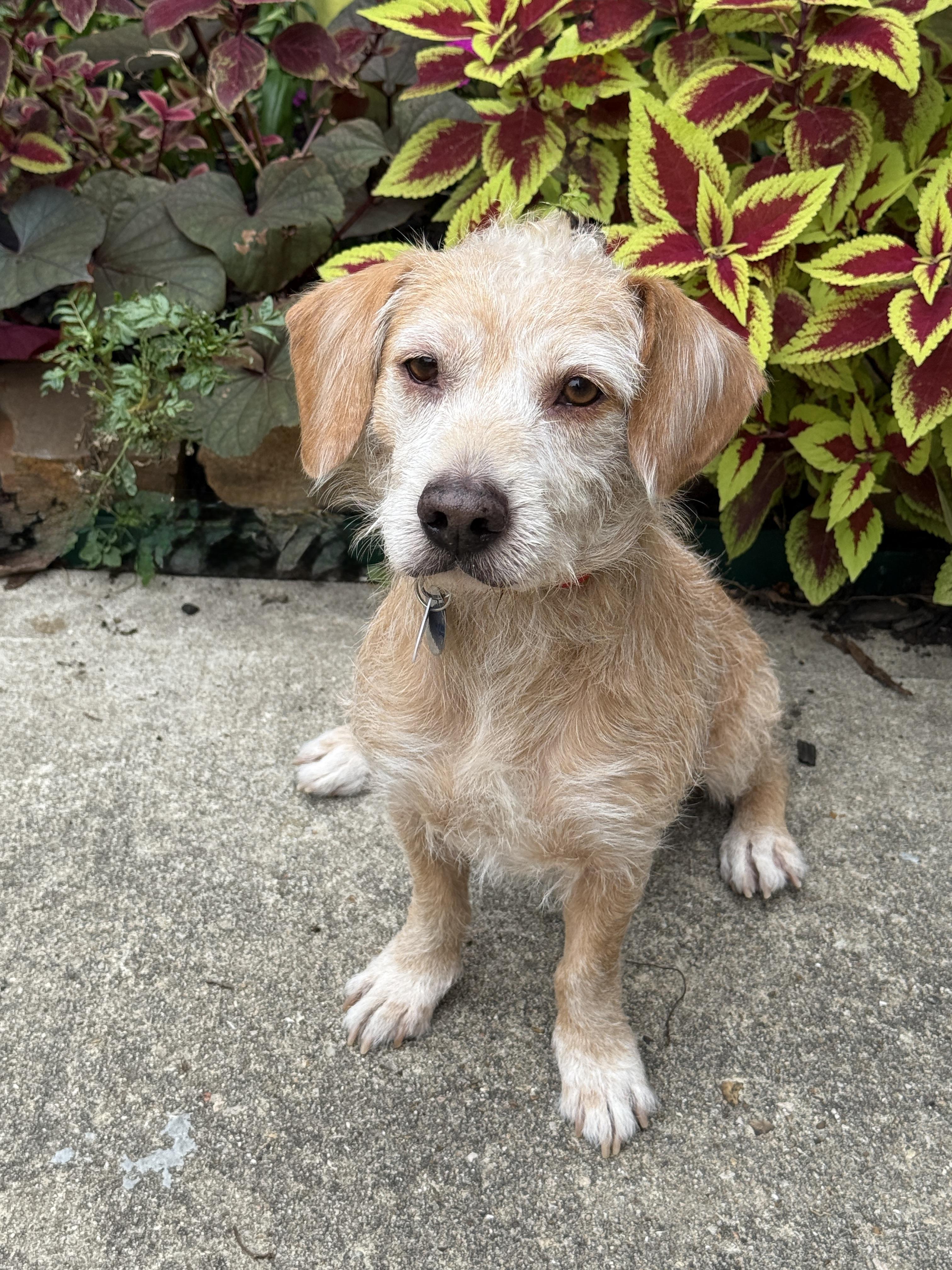 Krypto, adopted, Adult Male Wirehaired Terrier.