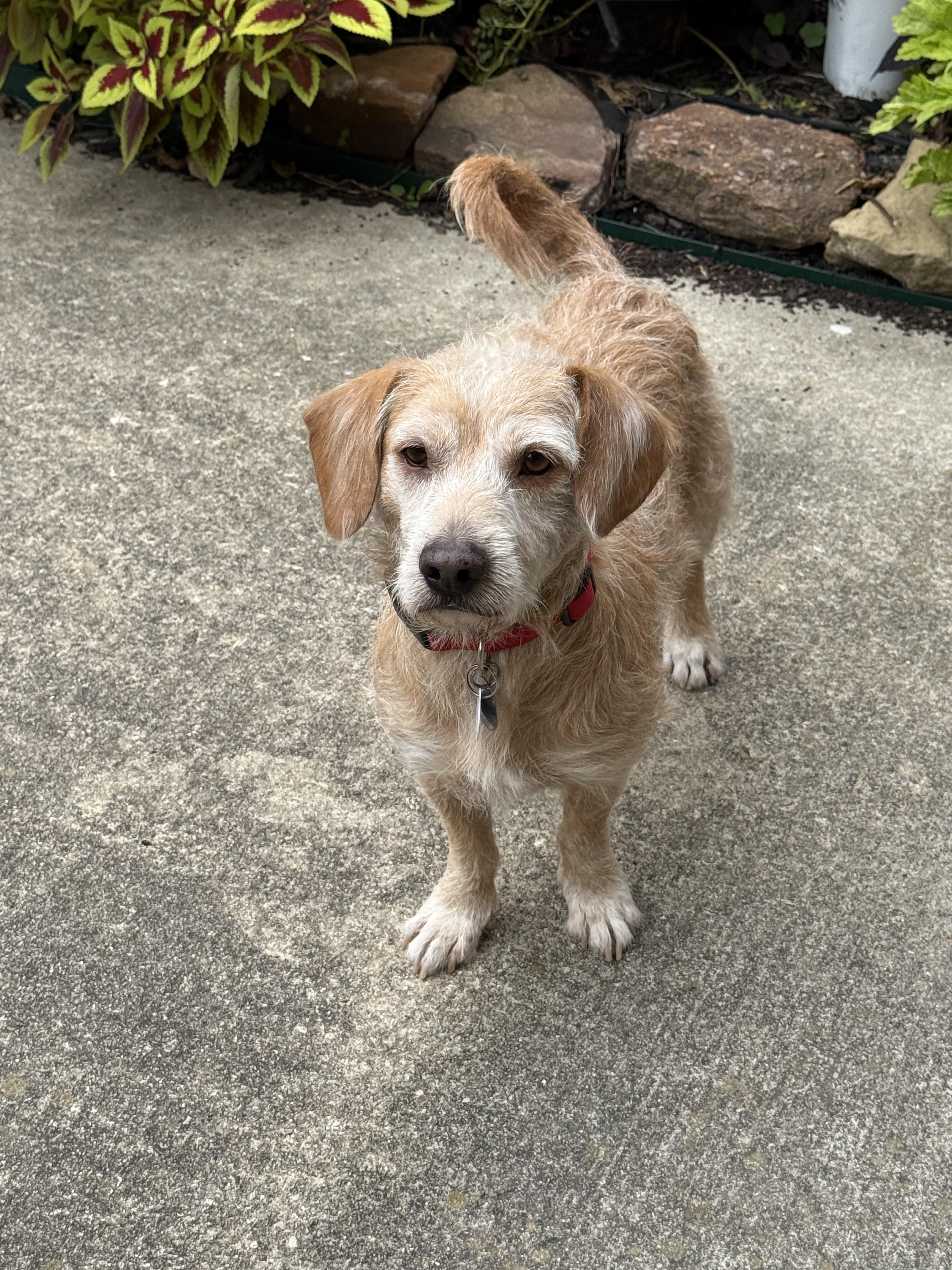 Enlarge Krypto, an adopted mixed breed in Houston, TX image 6/6
