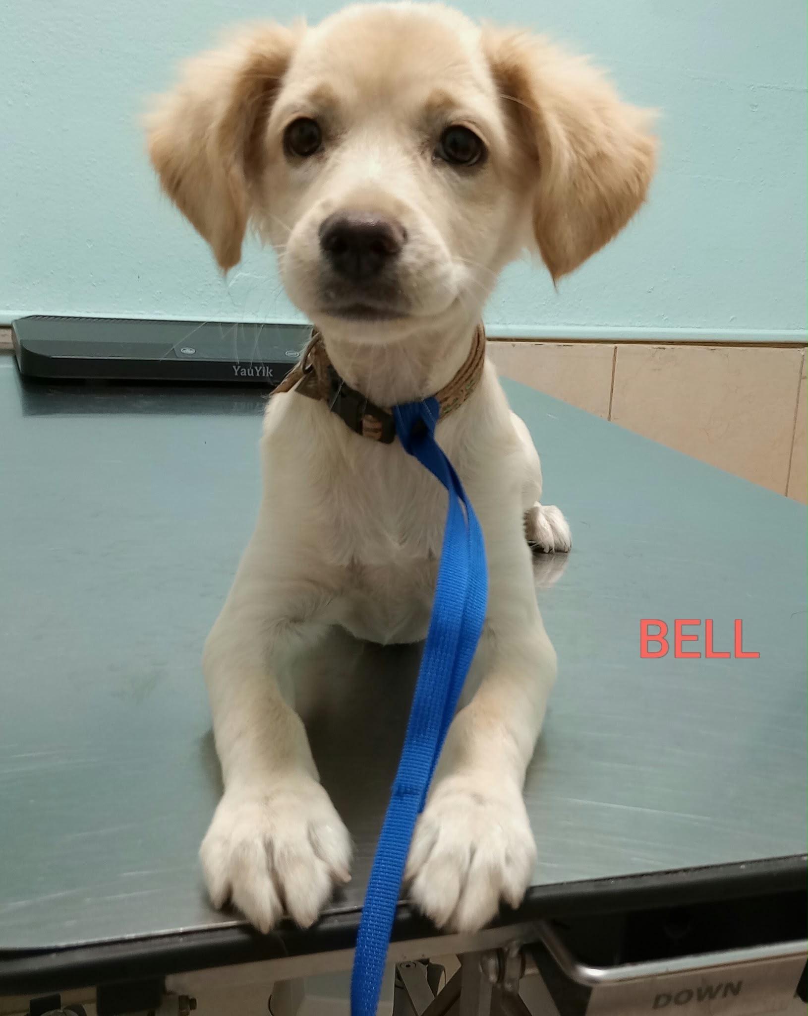 Enlarge BELLE, a Adoptable mixed breed in Boston, MA image 3/6