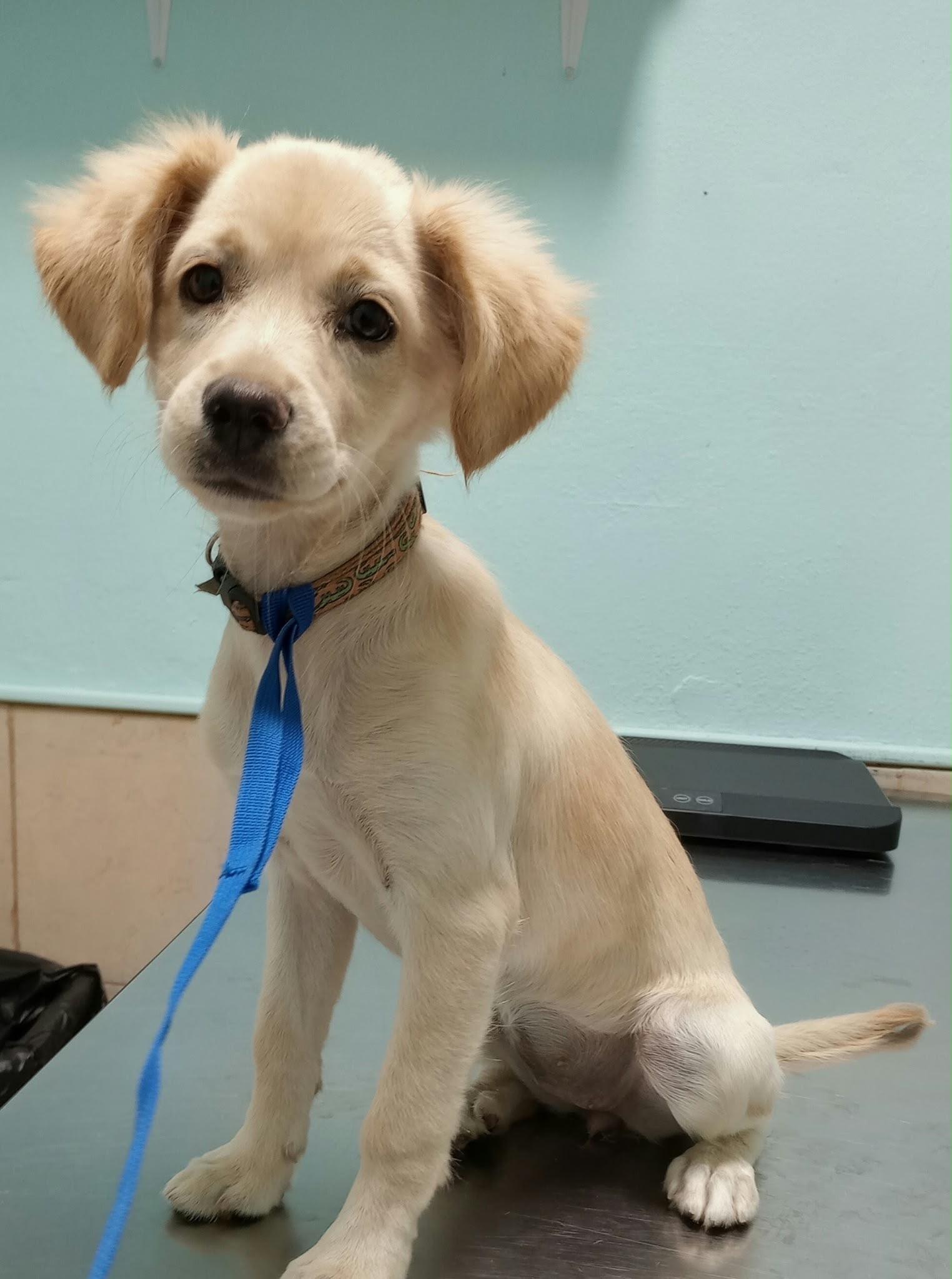 BELLE, Adoptable, Puppy Female Golden Retriever.