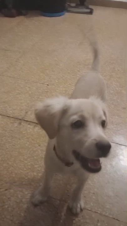 Enlarge BELLE, a Adoptable mixed breed in Boston, MA video 6/6