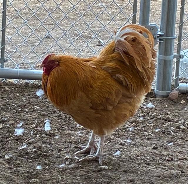 Enlarge CLOVER, a Adoptable Chicken in Brighton, CO image 1/1