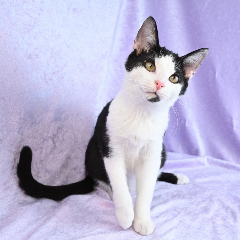 Turtle, Adoptable, Kitten Male Domestic Short Hair.