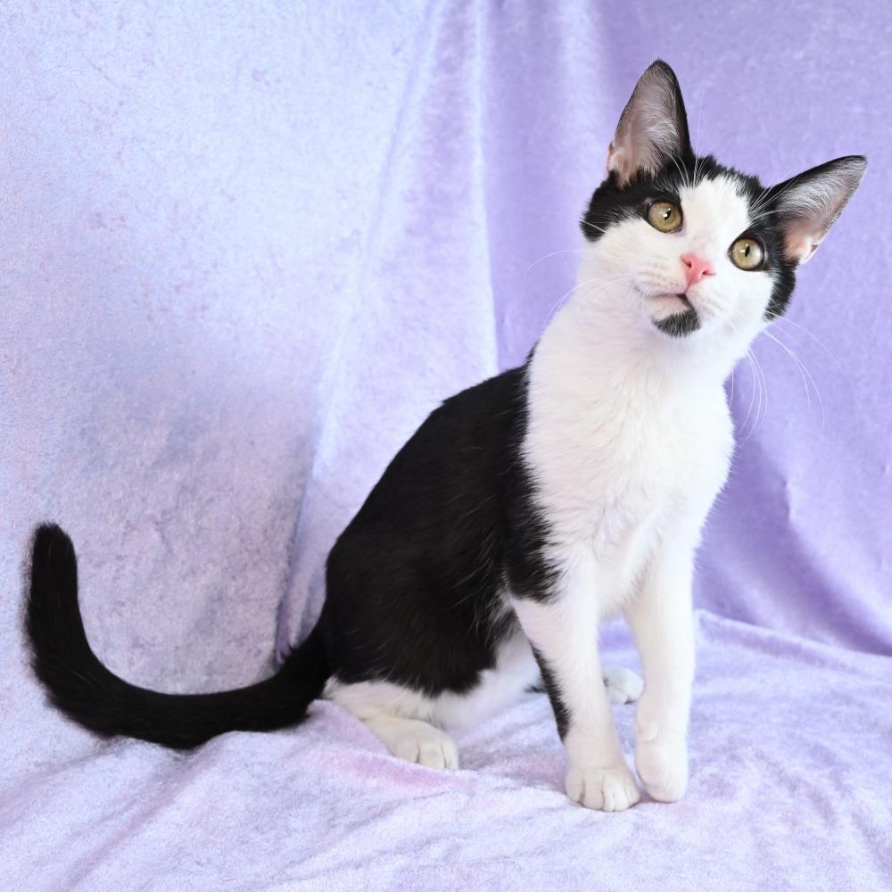 Enlarge Turtle, a Adoptable Domestic Short Hair in Mobile, AL image 2/6