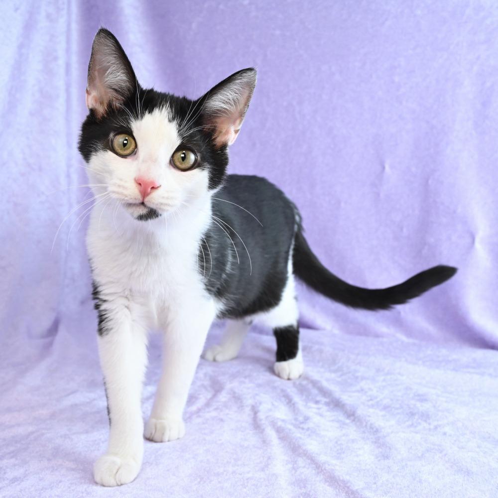 Enlarge Turtle, a Adoptable Domestic Short Hair in Mobile, AL image 3/6