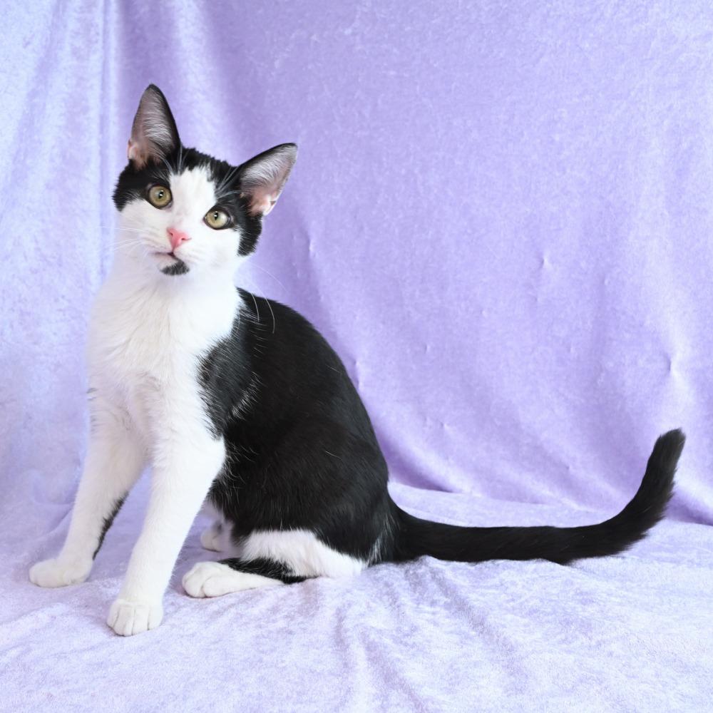 Enlarge Turtle, a Adoptable Domestic Short Hair in Mobile, AL image 4/6