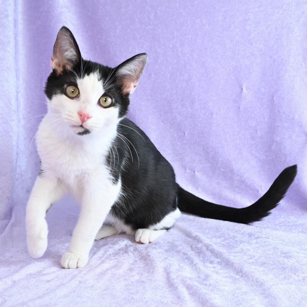 Enlarge Turtle, a Adoptable Domestic Short Hair in Mobile, AL image 5/6