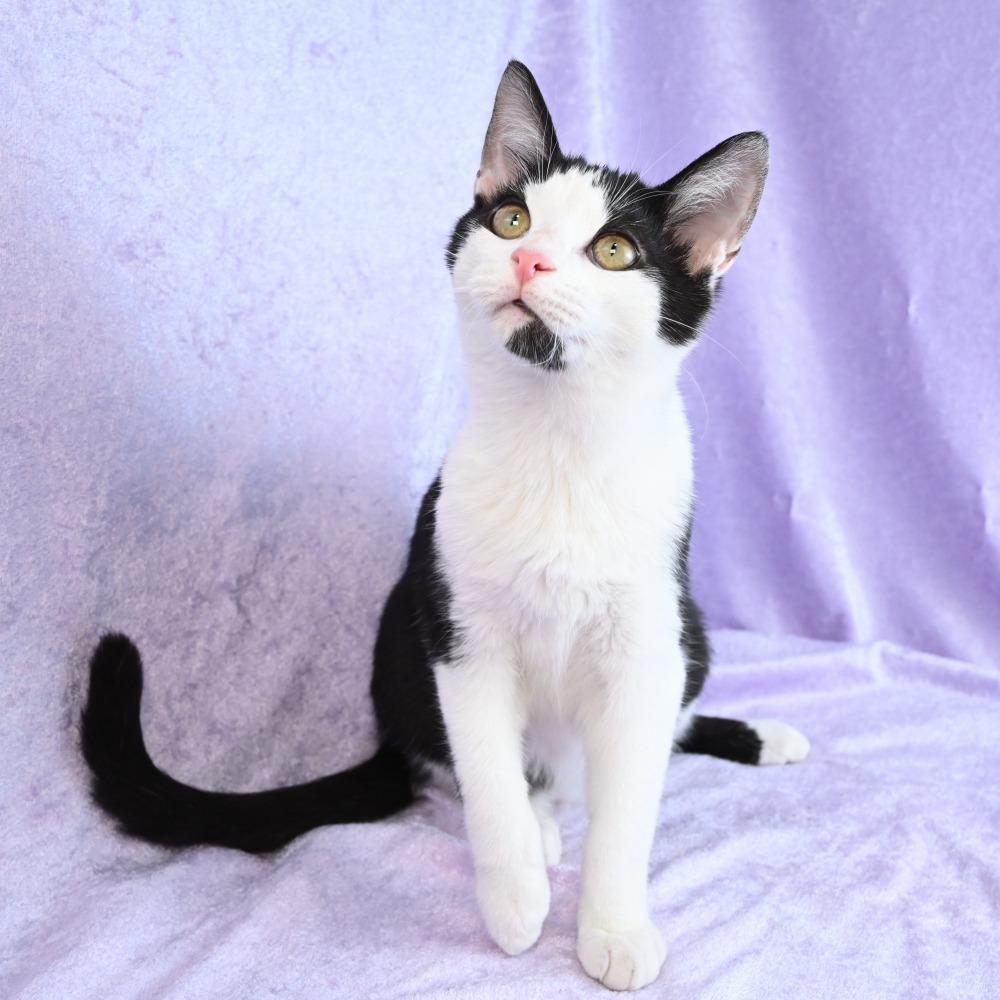 Enlarge Turtle, a Adoptable Domestic Short Hair in Mobile, AL image 6/6