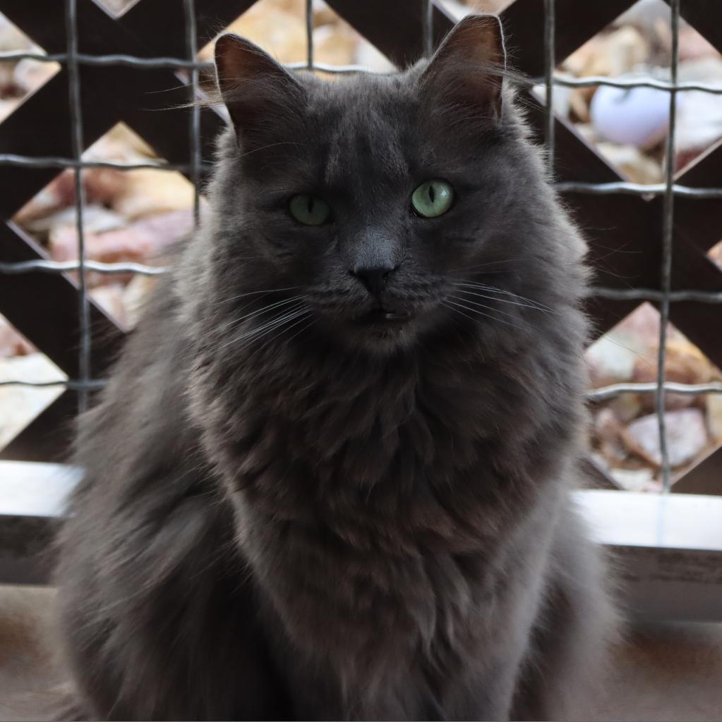 Enlarge Hubbard, a Adoptable Domestic Long Hair in Tucson, AZ image 1/2