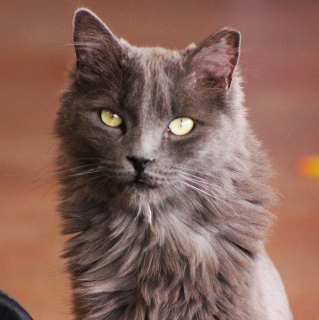 Enlarge Hubbard, a Adoptable Domestic Long Hair in Tucson, AZ image 2/2