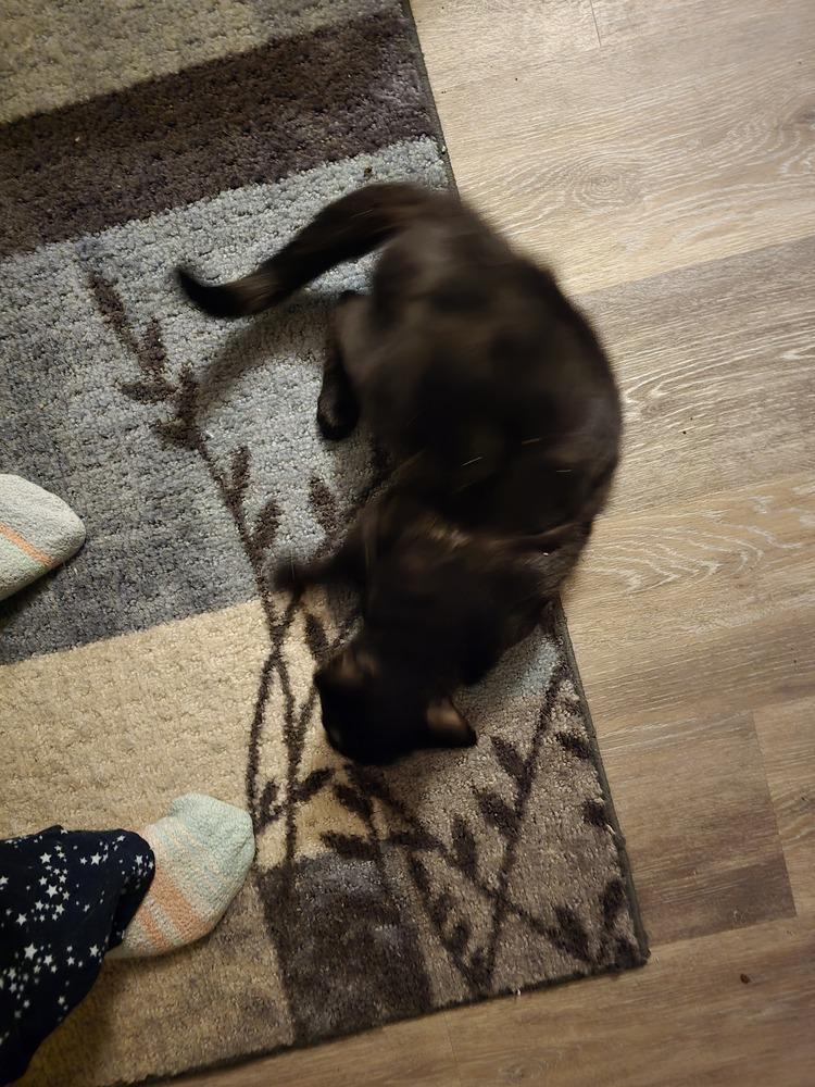 W2 FAWN, Adoptable, Adult Female Domestic Short Hair.