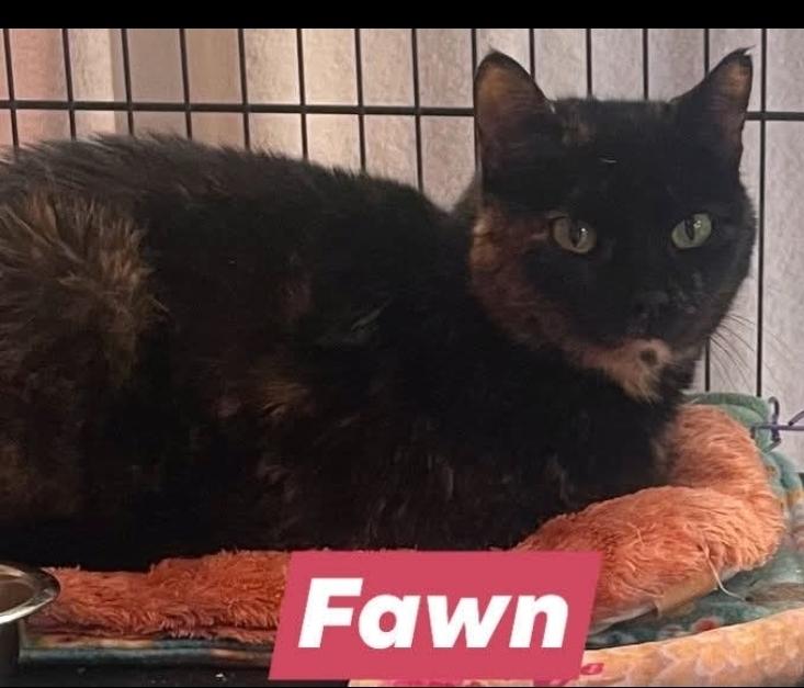 W2 FAWN, Adoptable, Adult Female Domestic Short Hair.