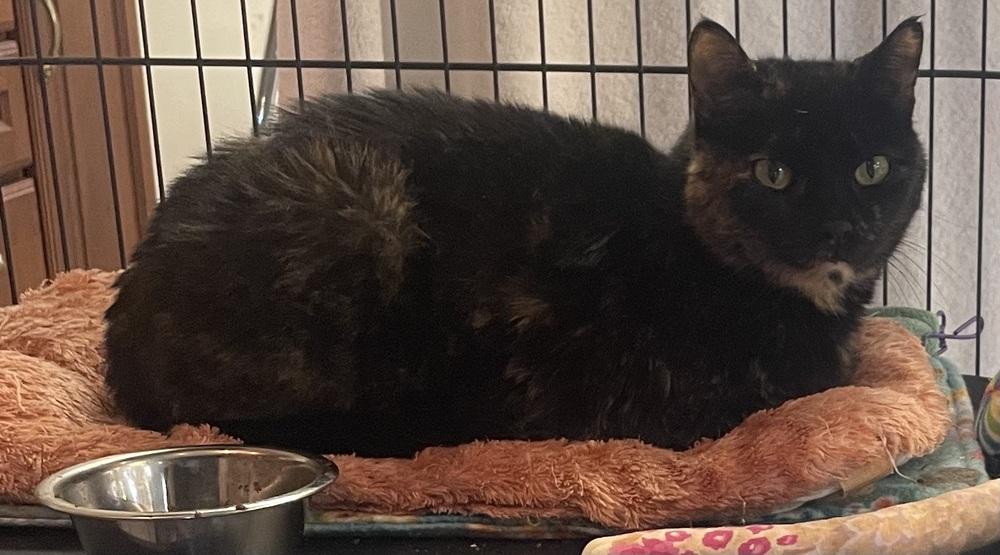 Enlarge W2 FAWN, a Adoptable mixed breed in Southbury, CT image 2/3