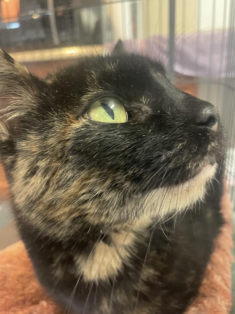 Enlarge W2 FAWN, a Adoptable mixed breed in Southbury, CT image 3/3