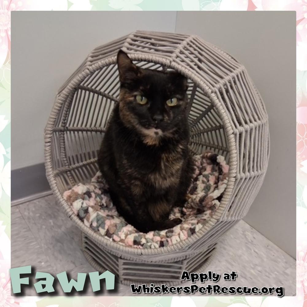 Enlarge W2 FAWN, a Adoptable mixed breed in Southbury, CT image 4/4