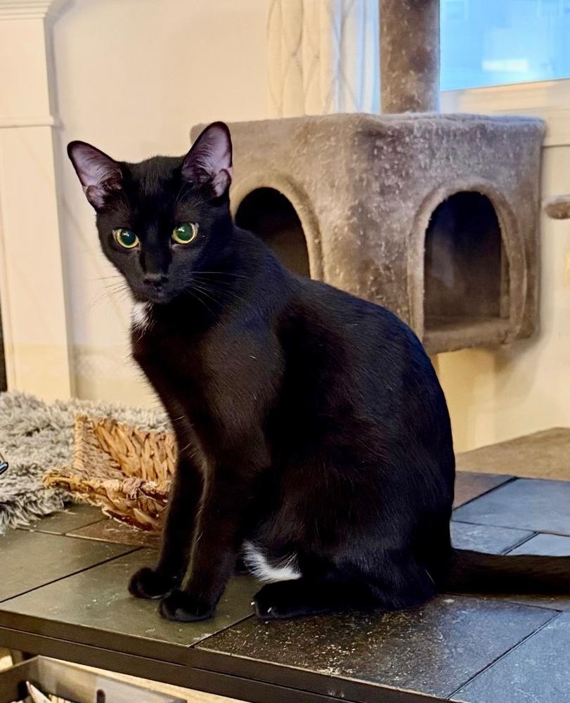 MILO, Adoptable, Young Male Domestic Short Hair.