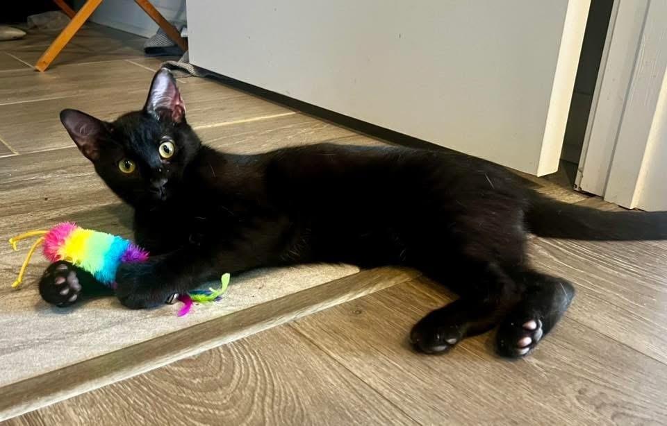 MILO, Adoptable, Young Male Domestic Short Hair.