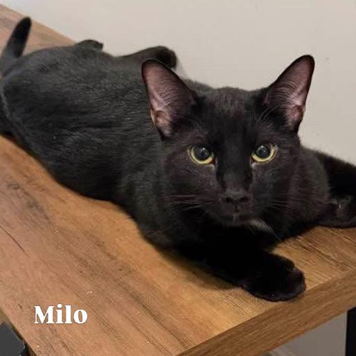 Enlarge MILO, a Adoptable Domestic Short Hair in Burlington, NC image 2/6