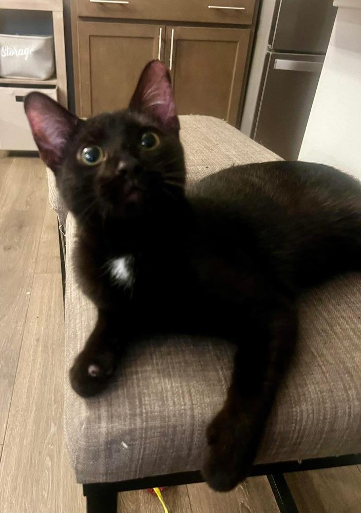 MILO, a Adoptable Domestic Short Hair in Burlington, NC image 2/6