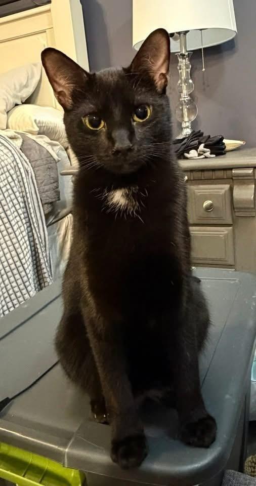 Enlarge MILO, a Adoptable Domestic Short Hair in Burlington, NC image 2/6